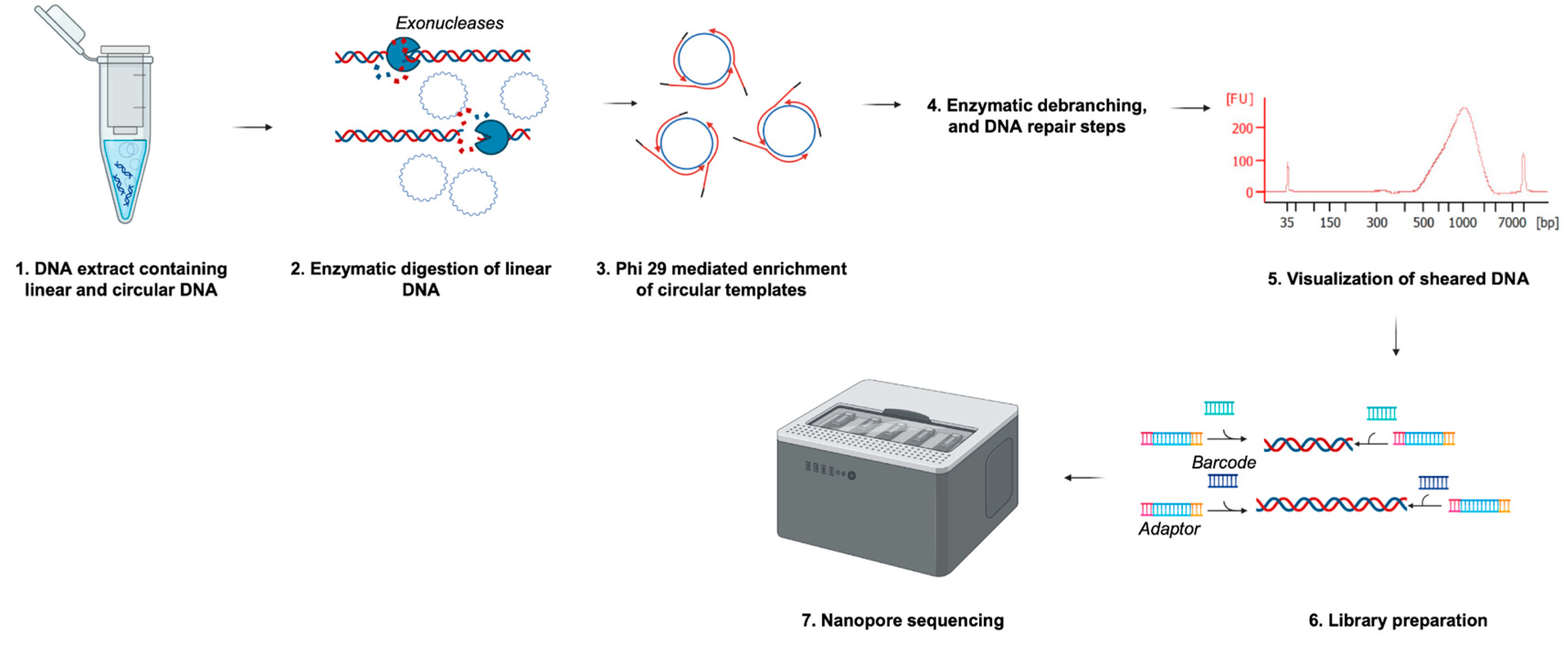 Viruses 16 00723 g001