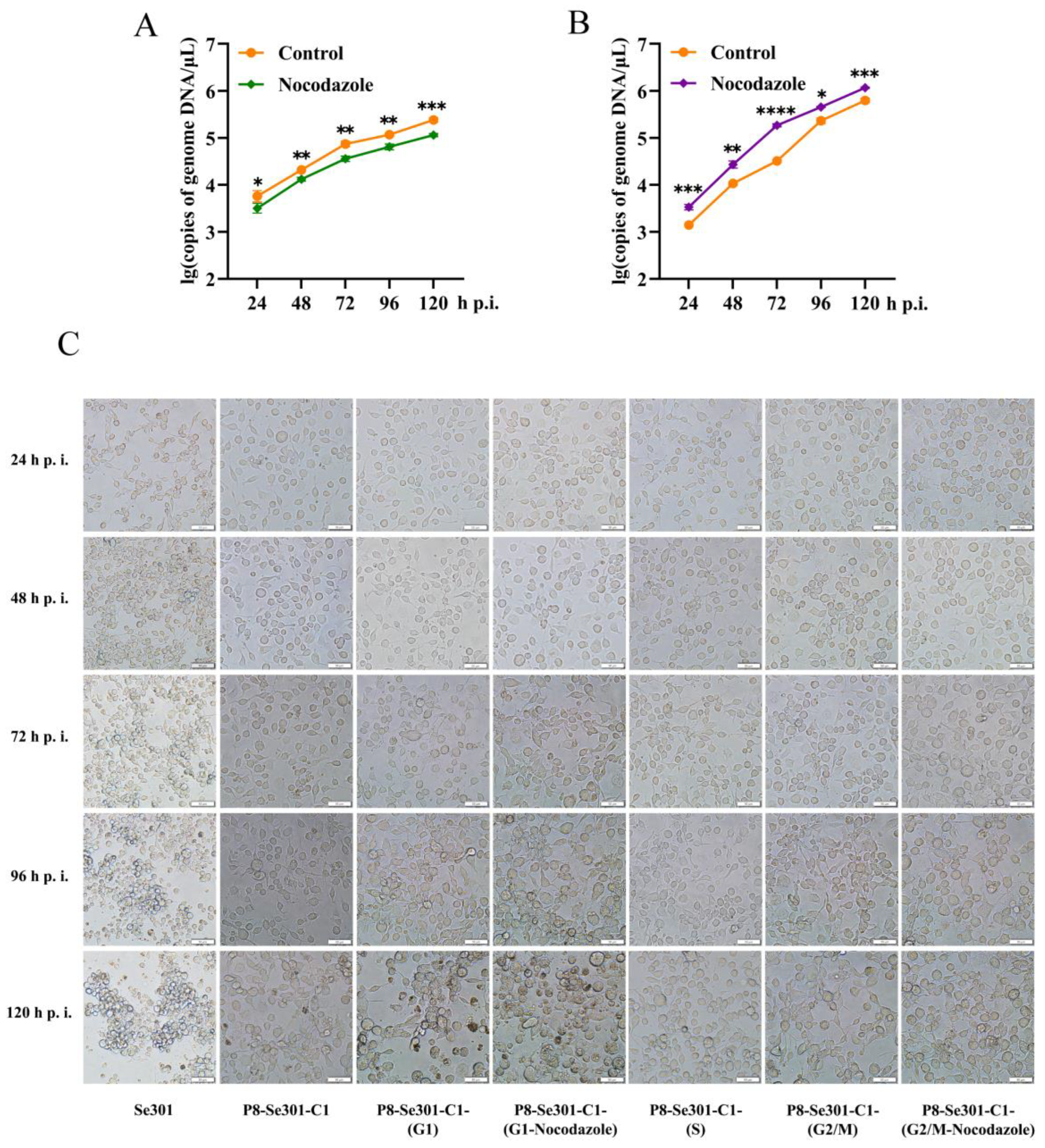 Viruses 16 00736 g006