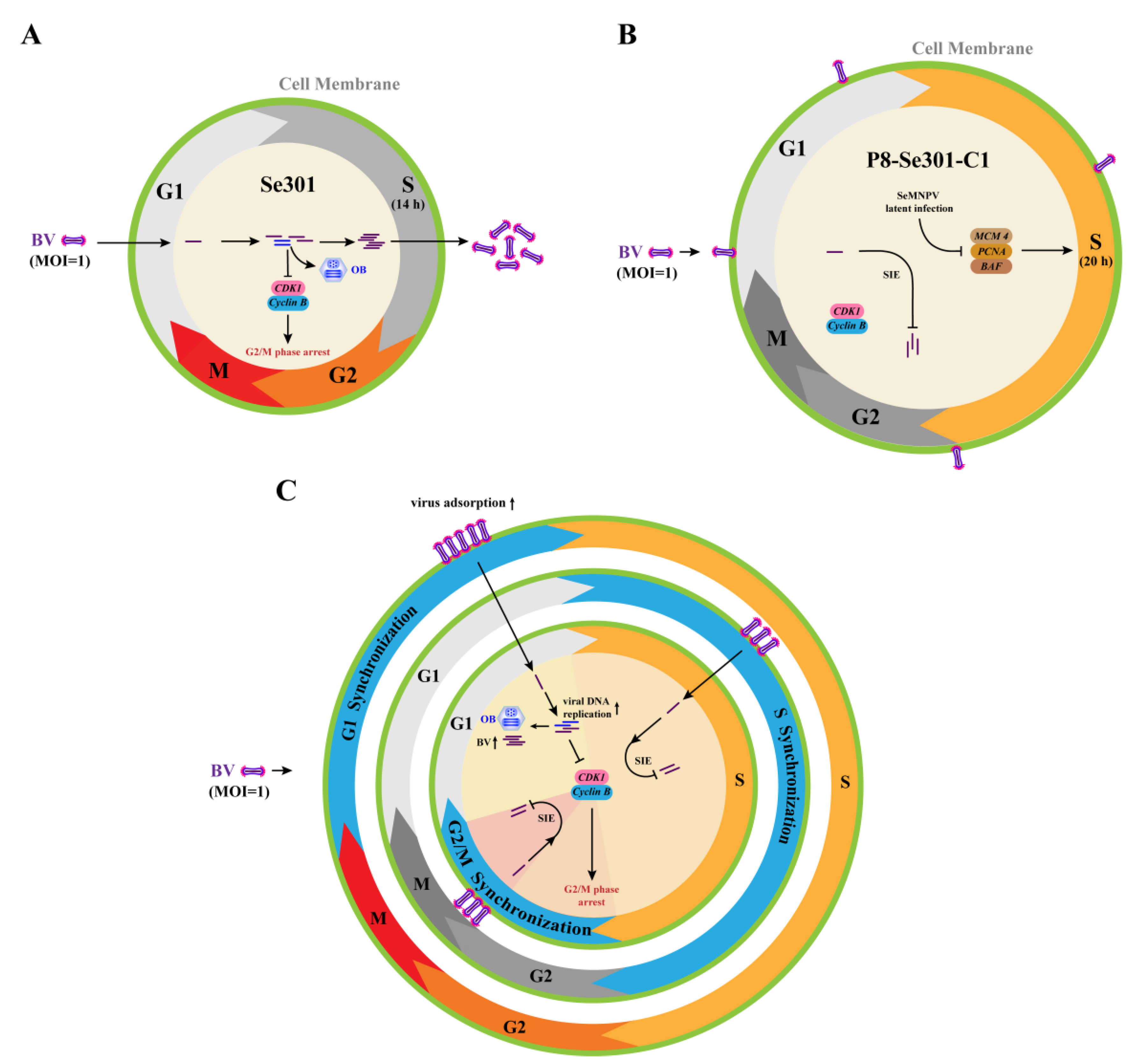 Viruses 16 00736 g007