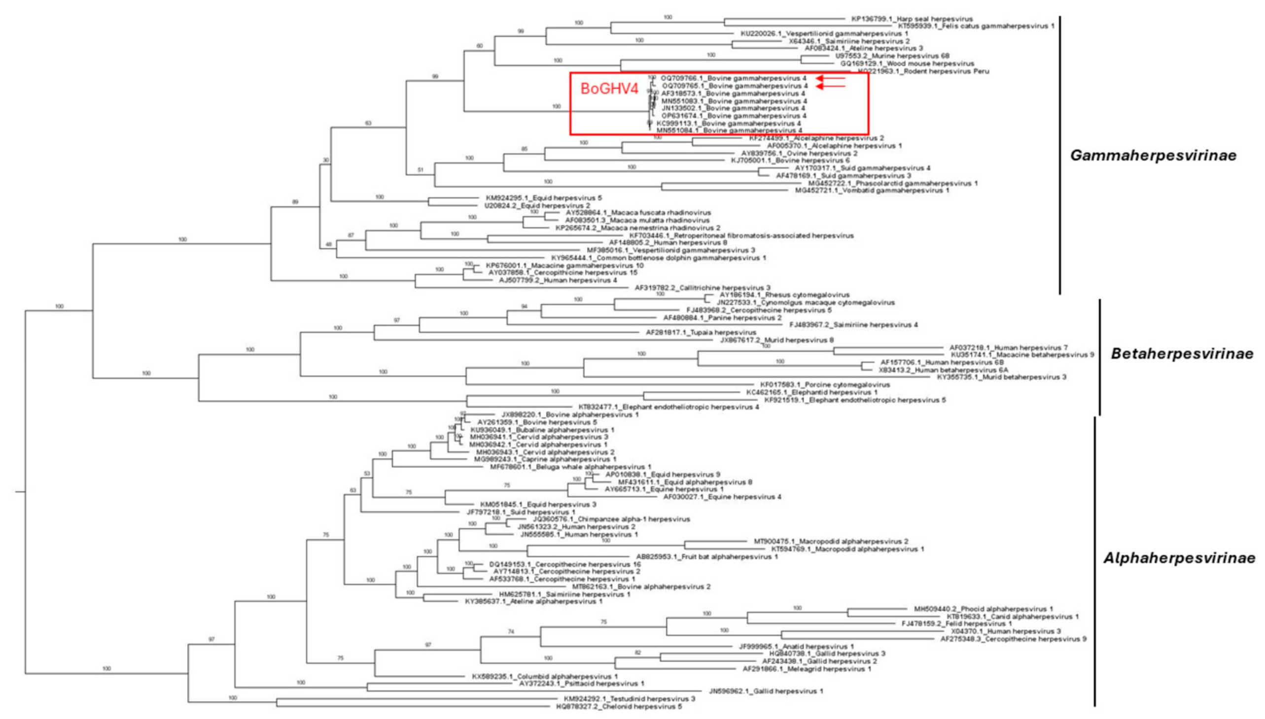 Viruses 16 00739 g001