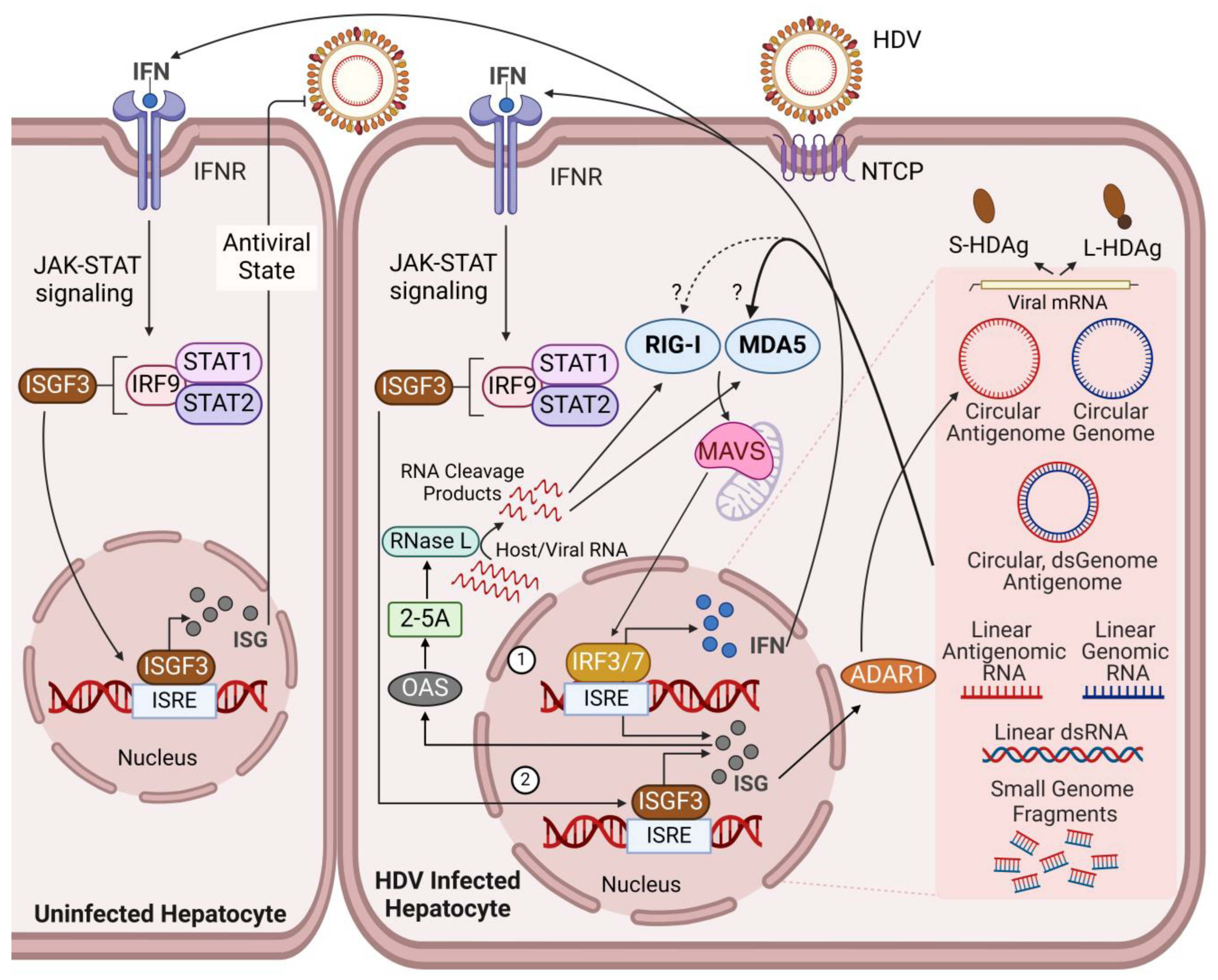 Viruses 16 00740 g001 Viruses 16 00740 g001