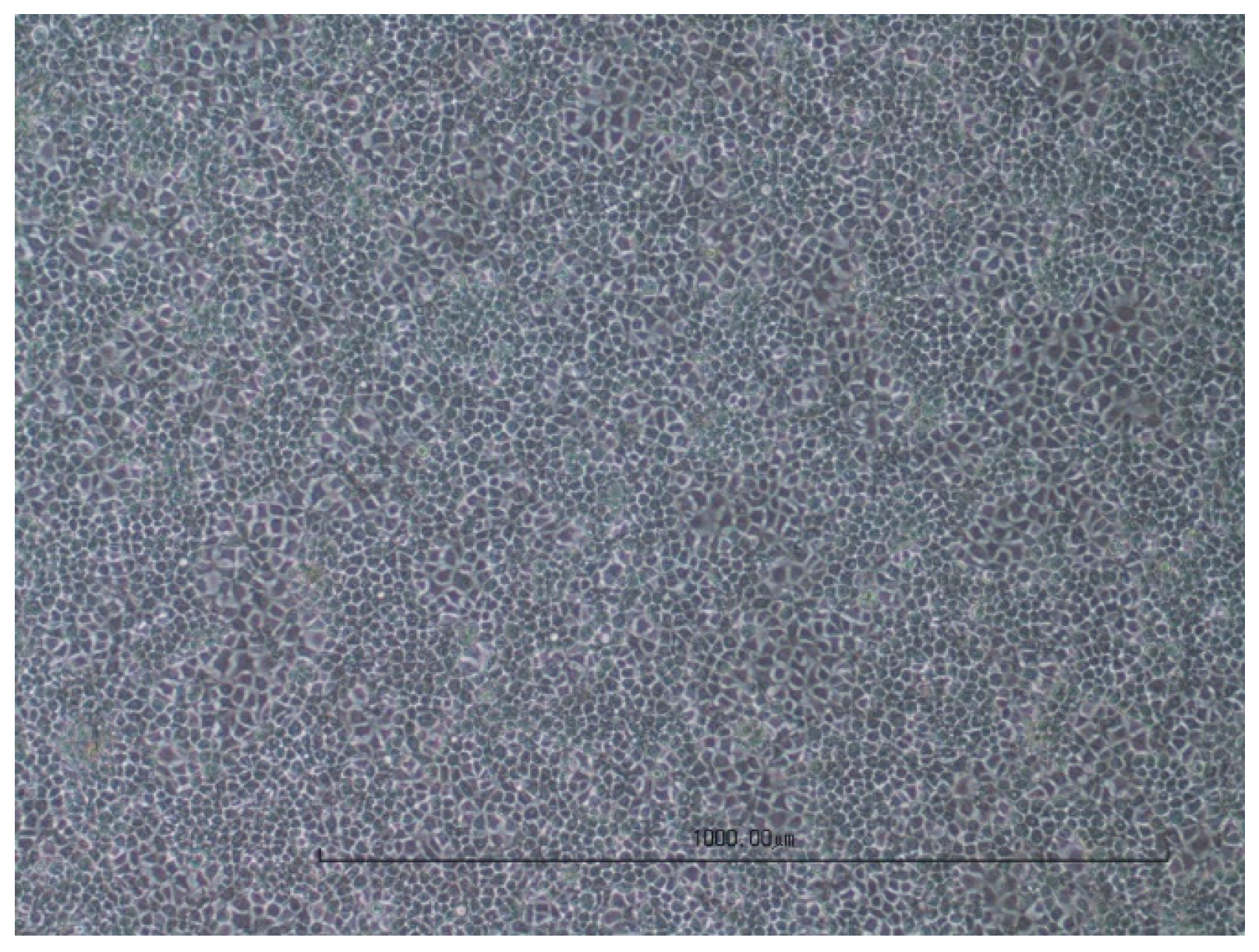 Viruses 16 00789 g005
