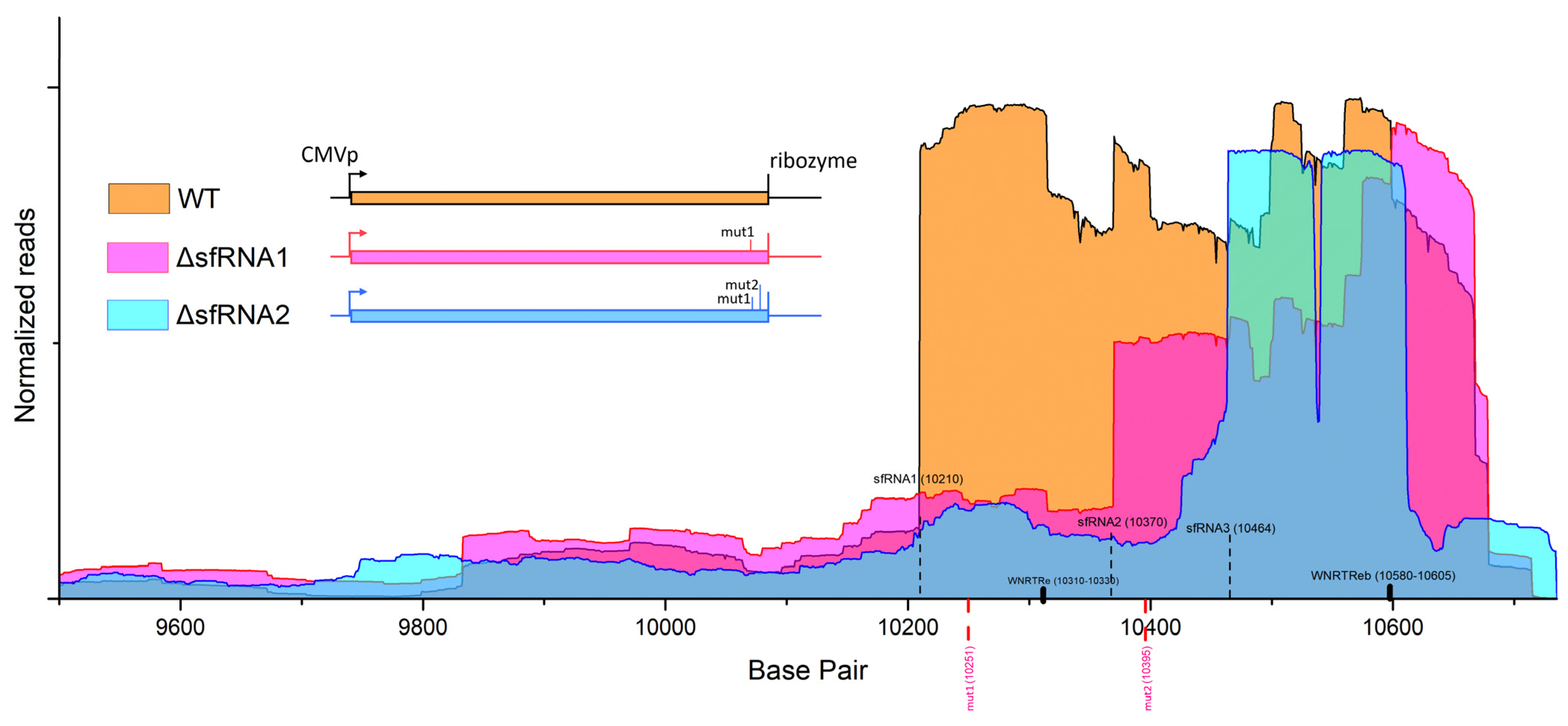 Viruses 16 00812 g001