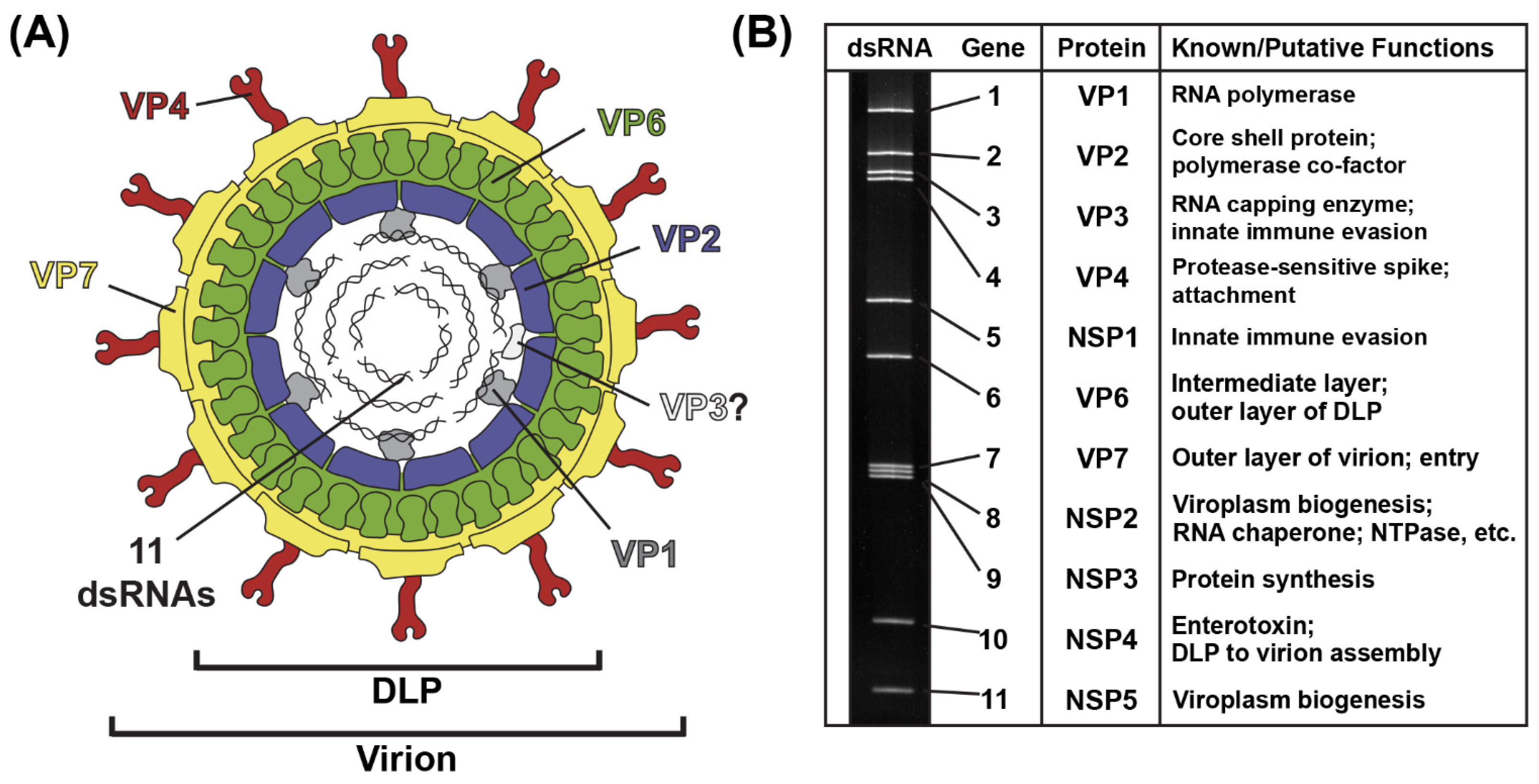 Viruses 16 00814 g001 Viruses 16 00814 g001
