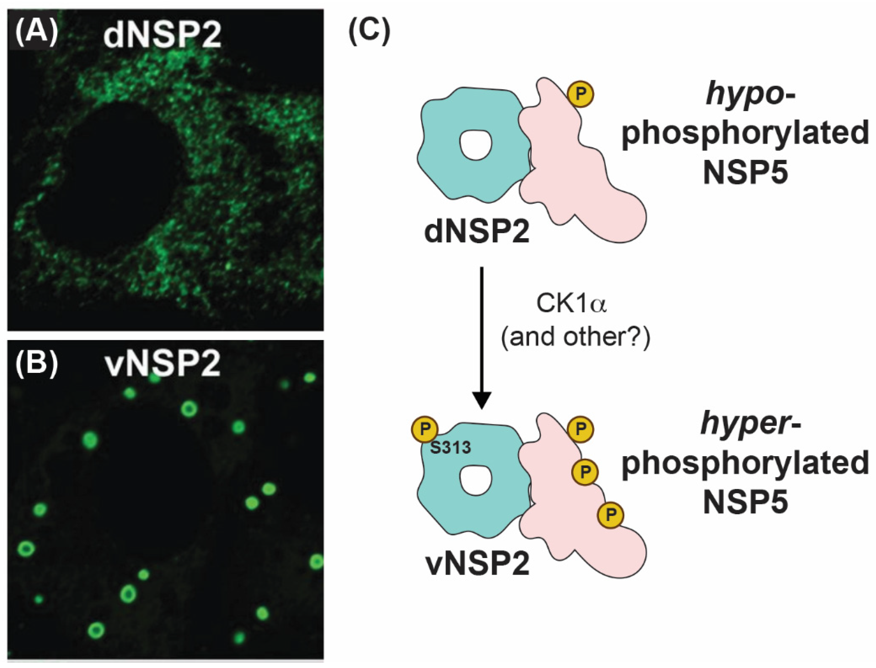 Viruses 16 00814 g007 Viruses 16 00814 g007