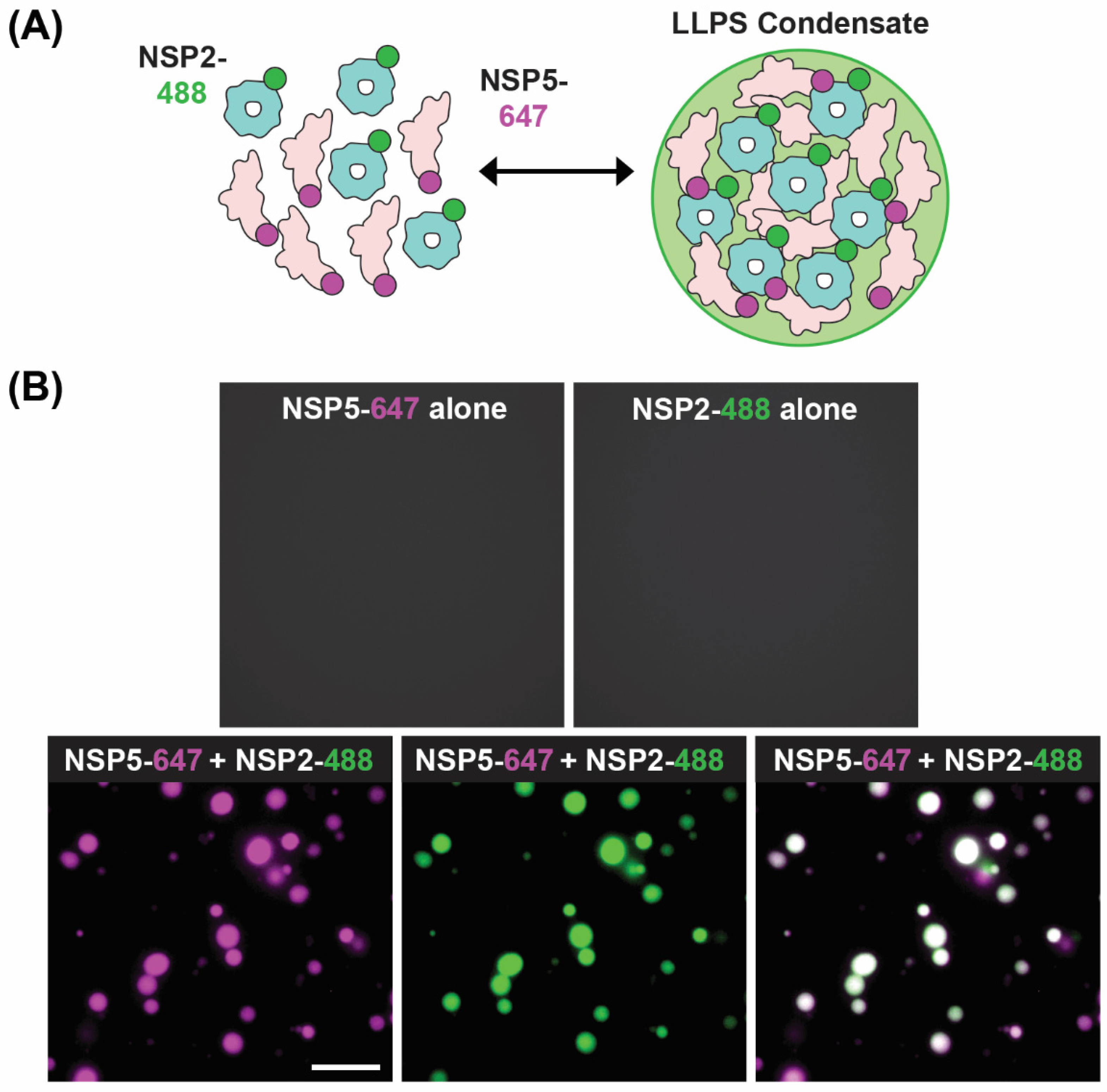 Viruses 16 00814 g008 Viruses 16 00814 g008