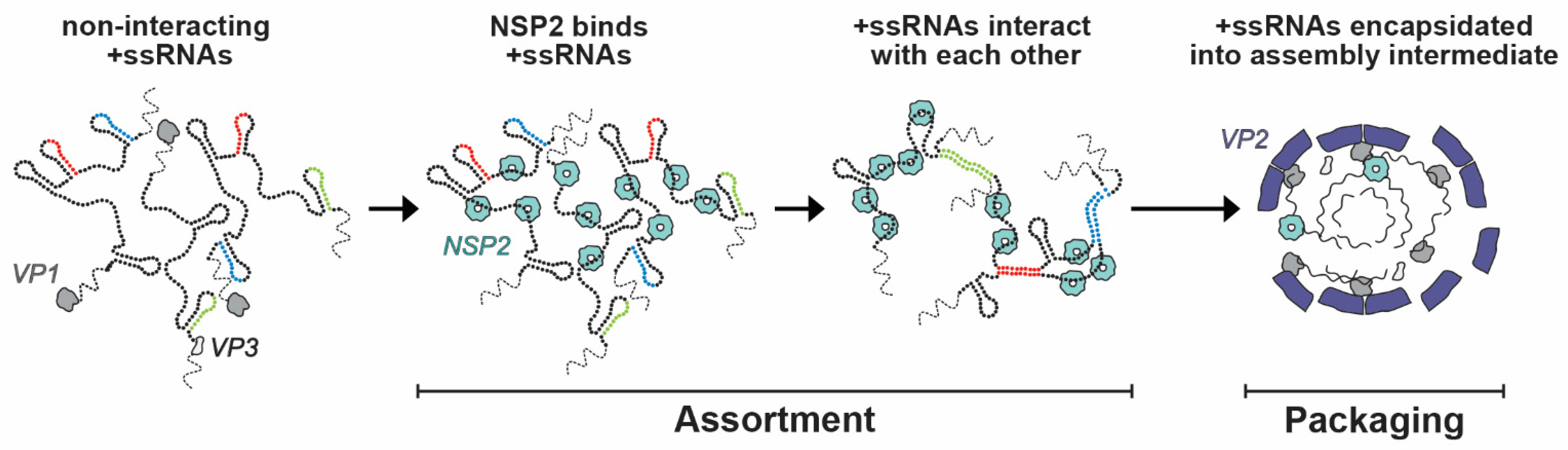 Viruses 16 00814 g009 Viruses 16 00814 g009