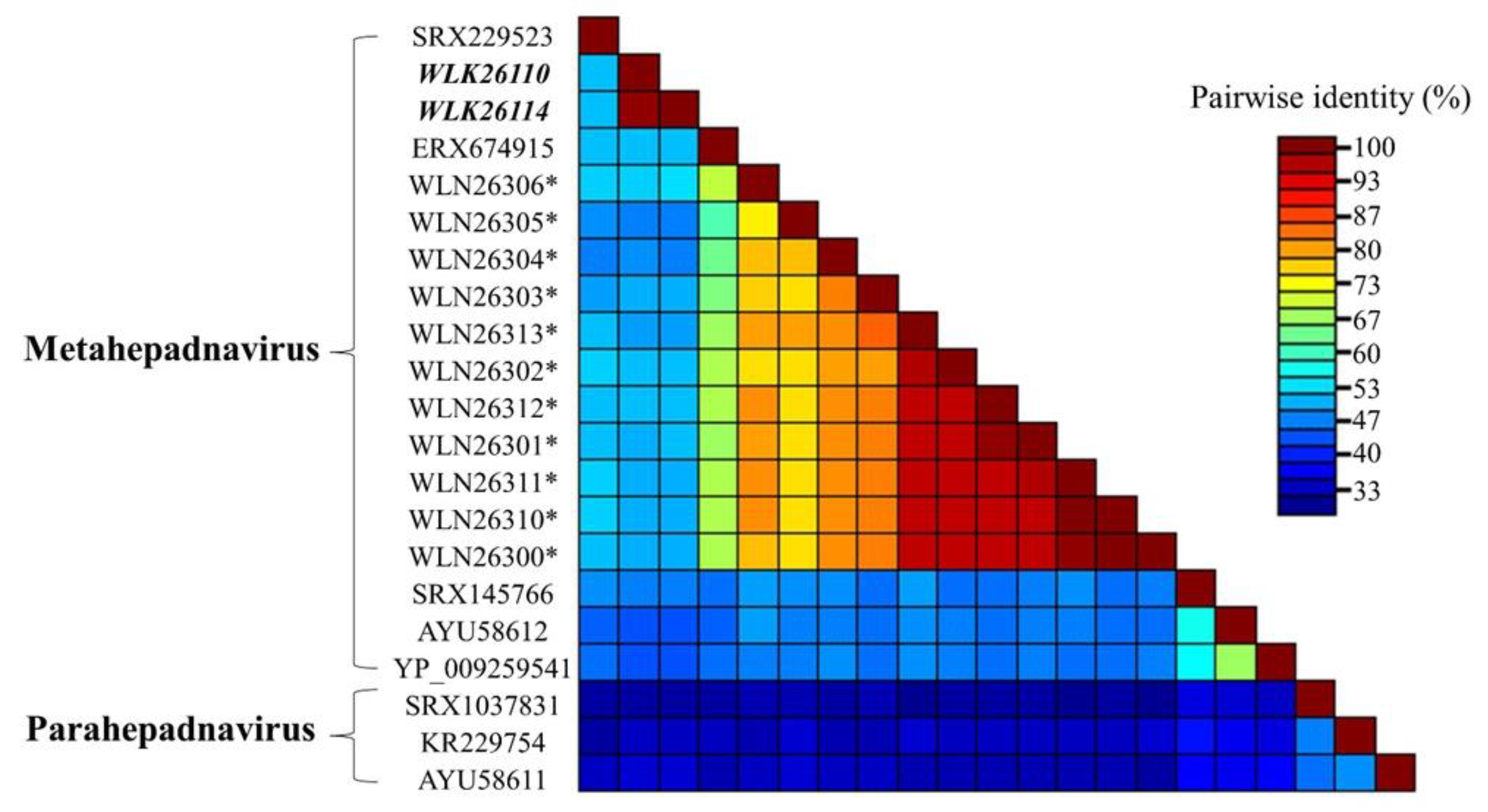 Viruses 16 00824 g005