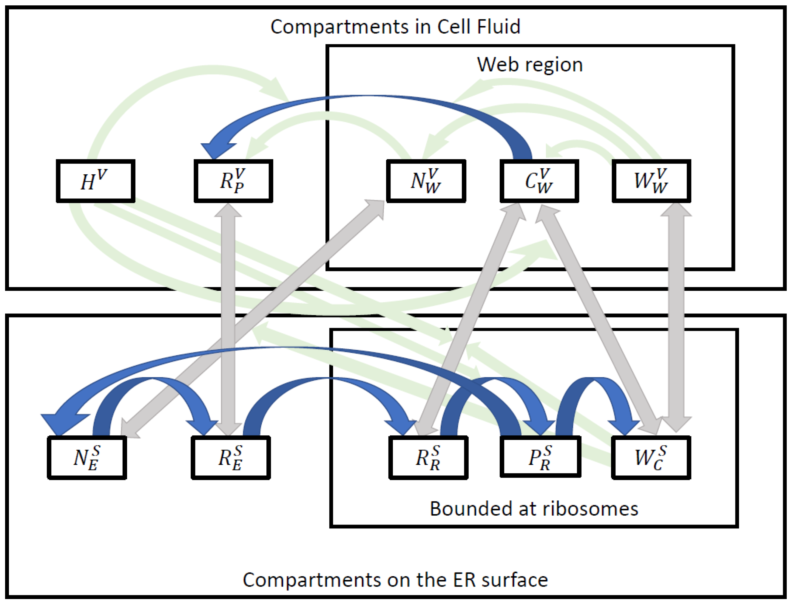 Viruses 16 00840 g002