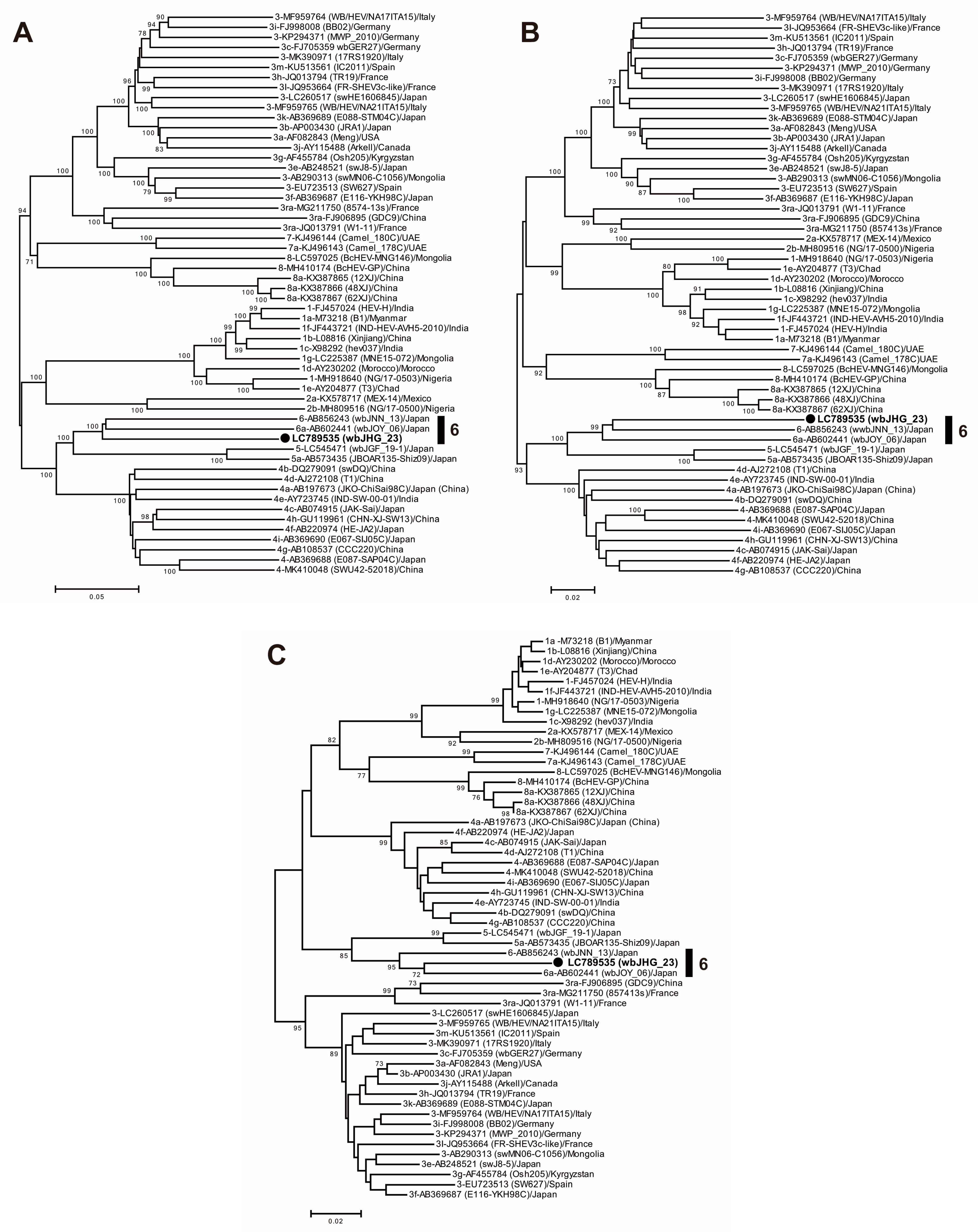 Viruses 16 00842 g004