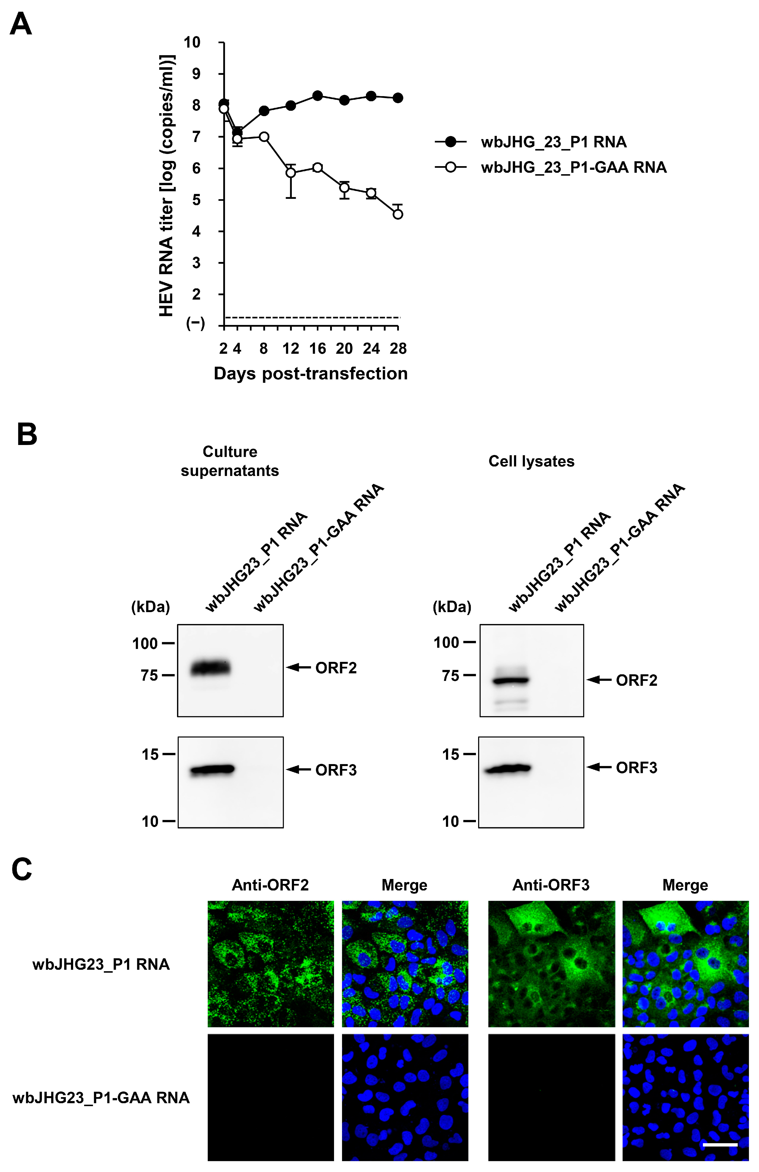 Viruses 16 00842 g008