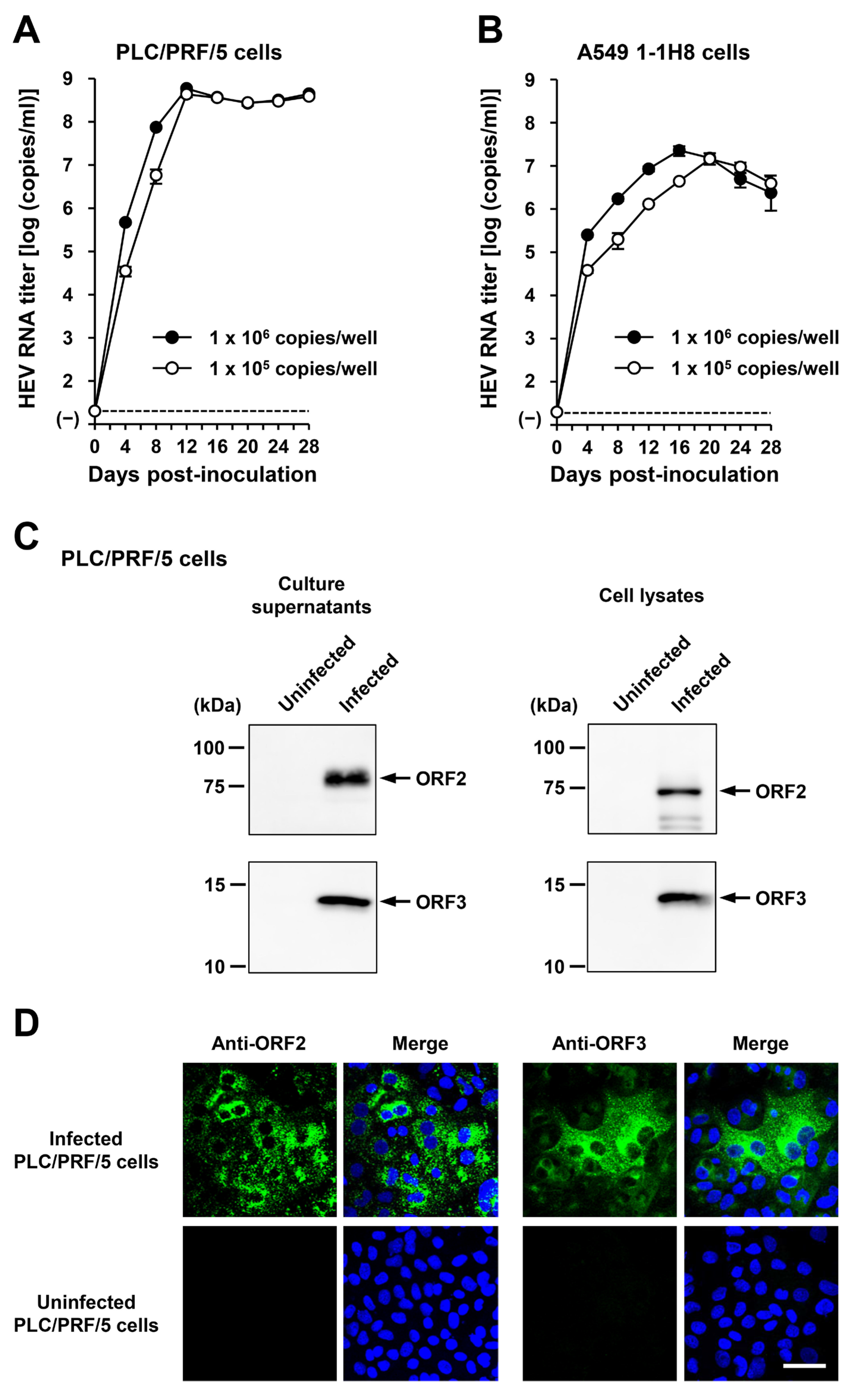 Viruses 16 00842 g009