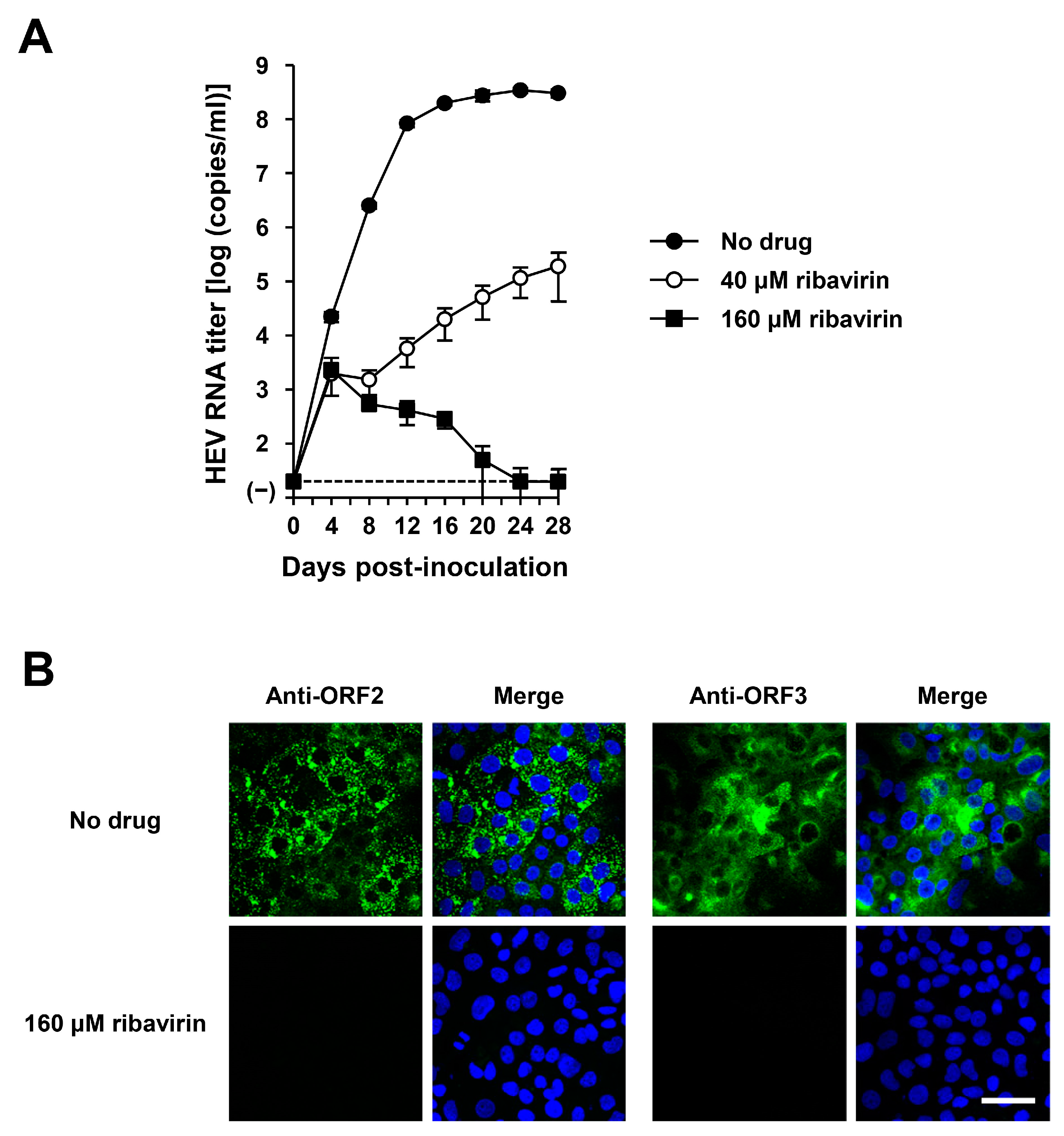 Viruses 16 00842 g010