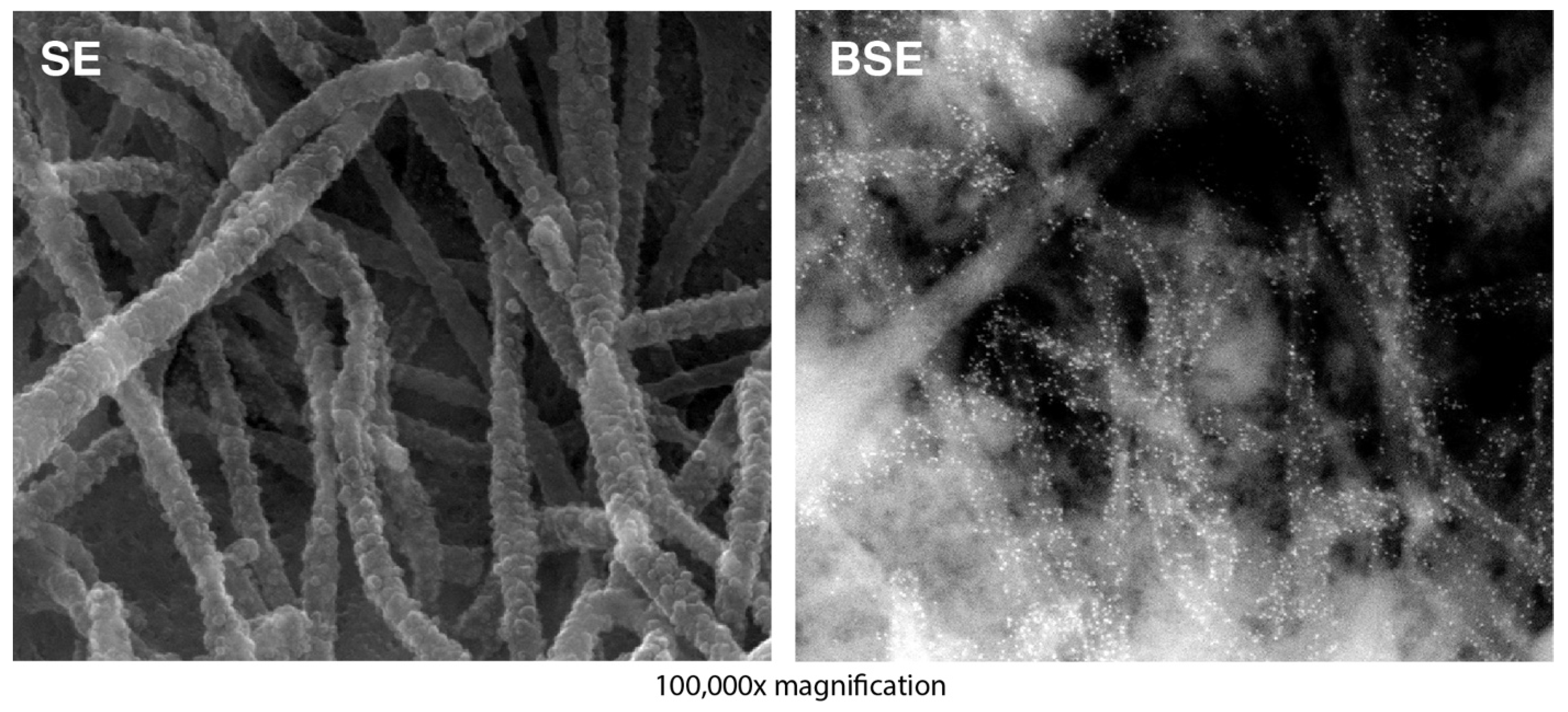 Viruses 16 00843 g003