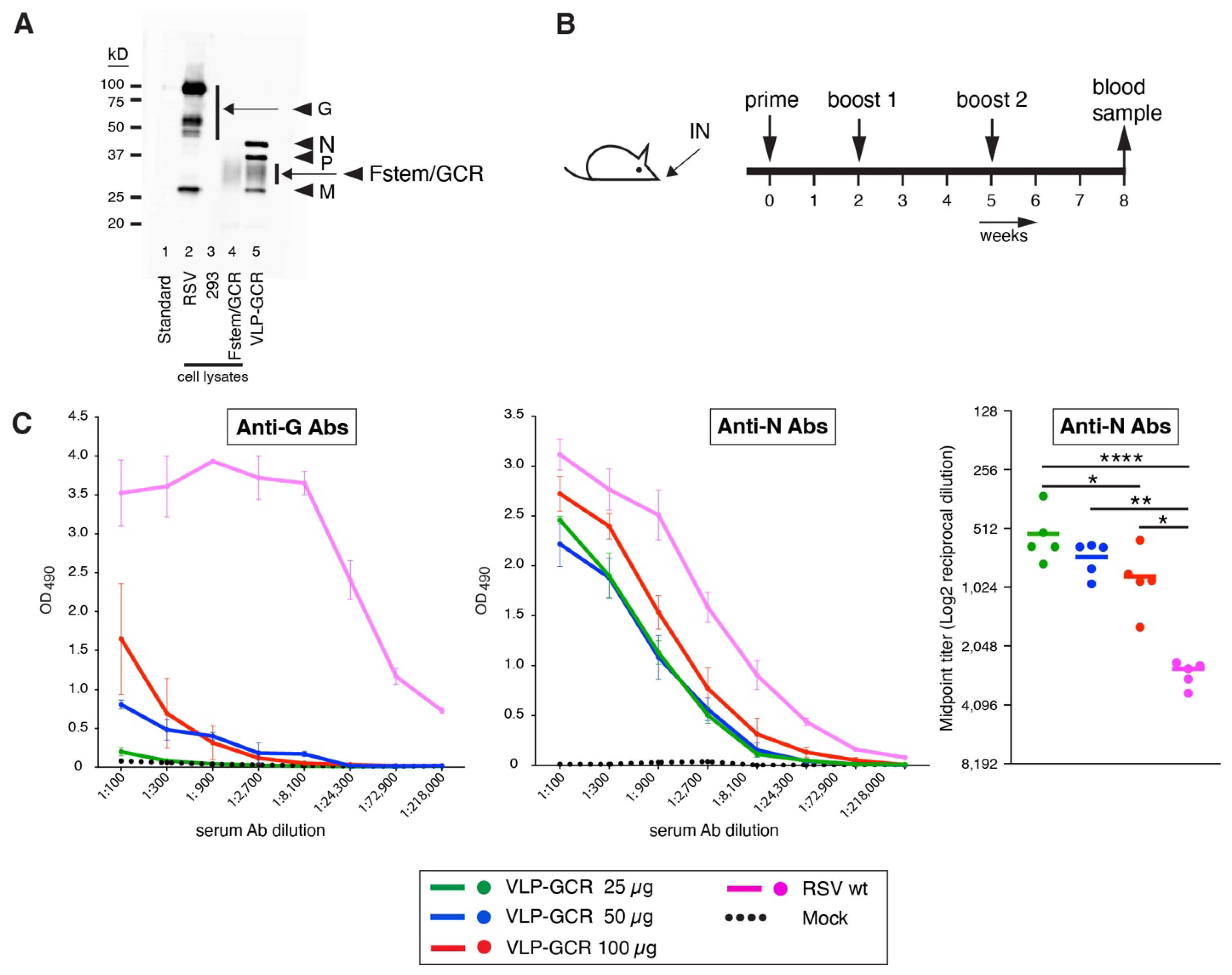 Viruses 16 00843 g004