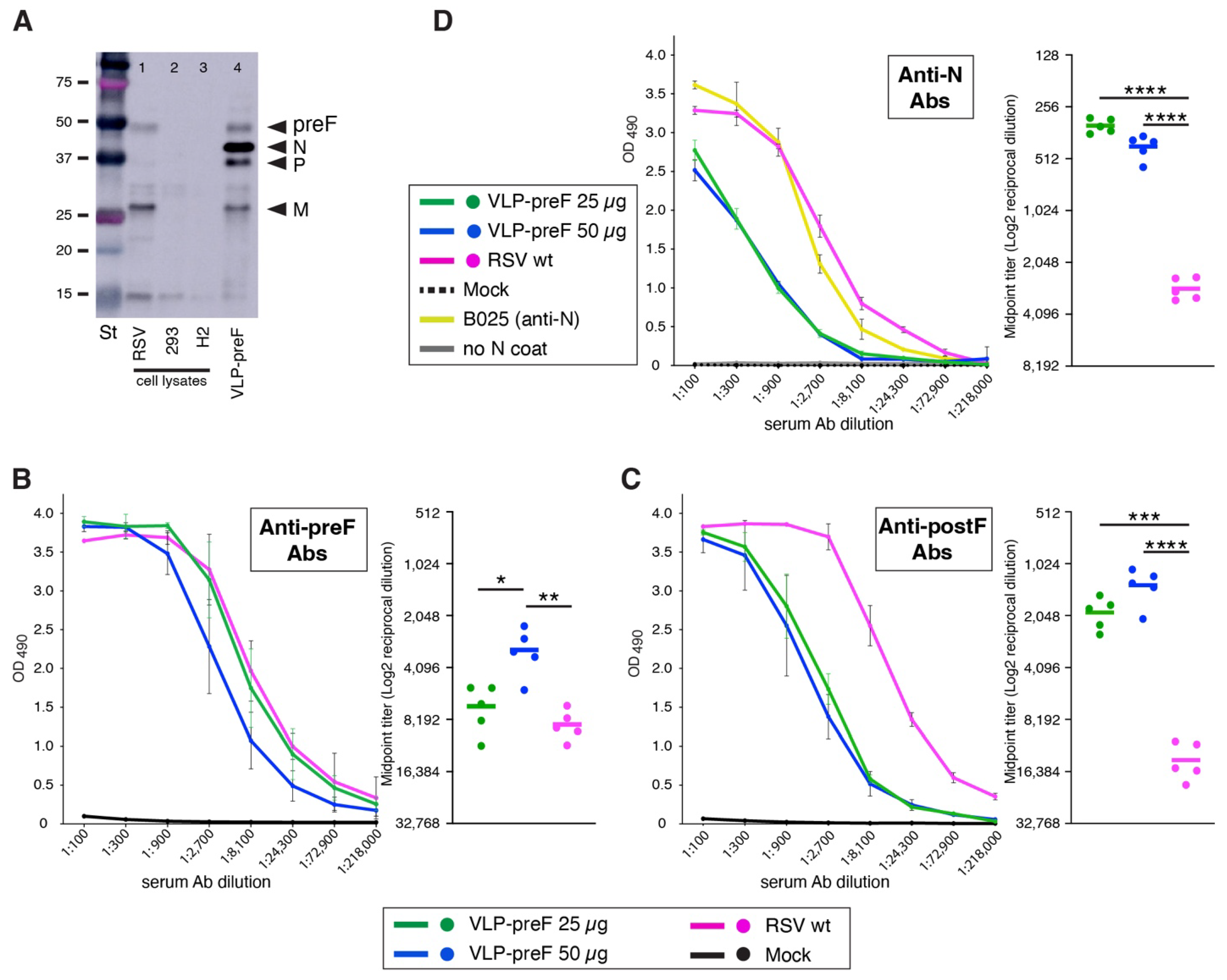 Viruses 16 00843 g006