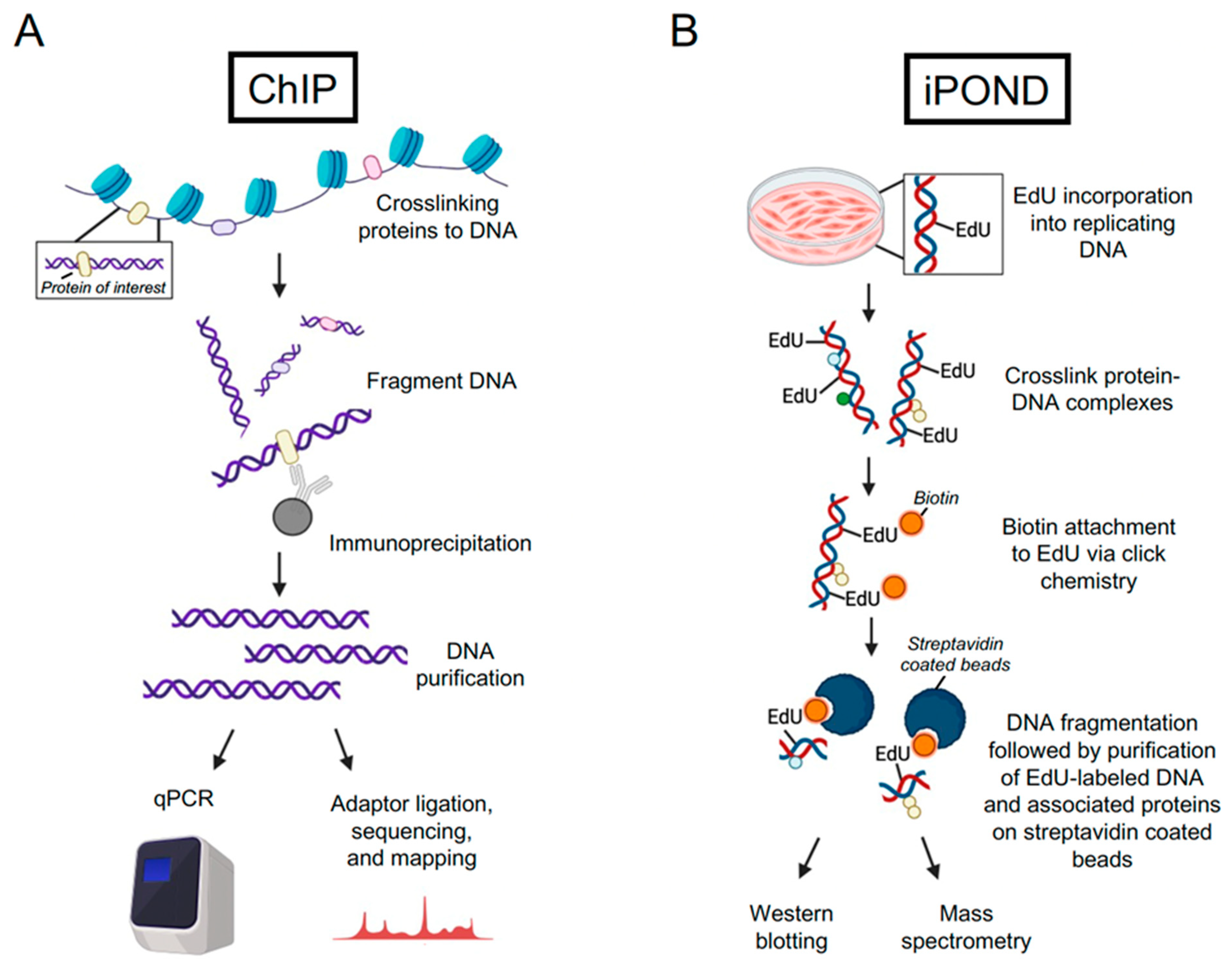 Viruses 16 00845 g001