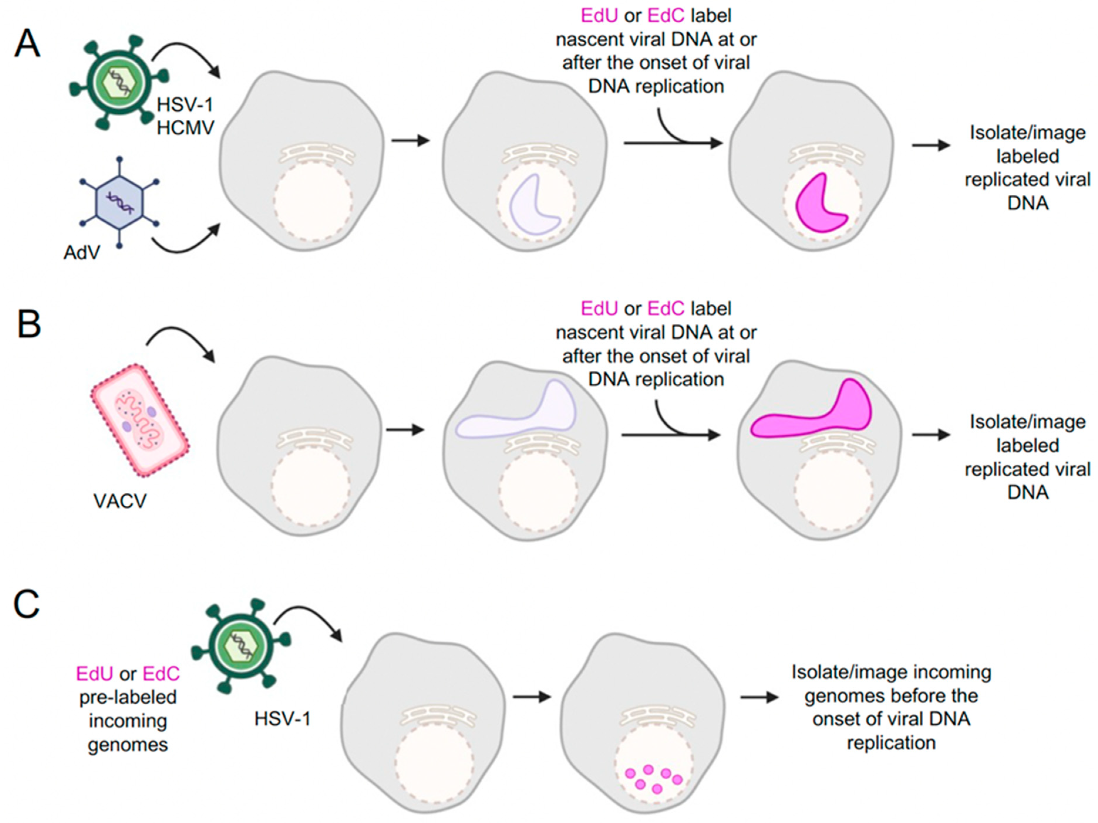 Viruses 16 00845 g002