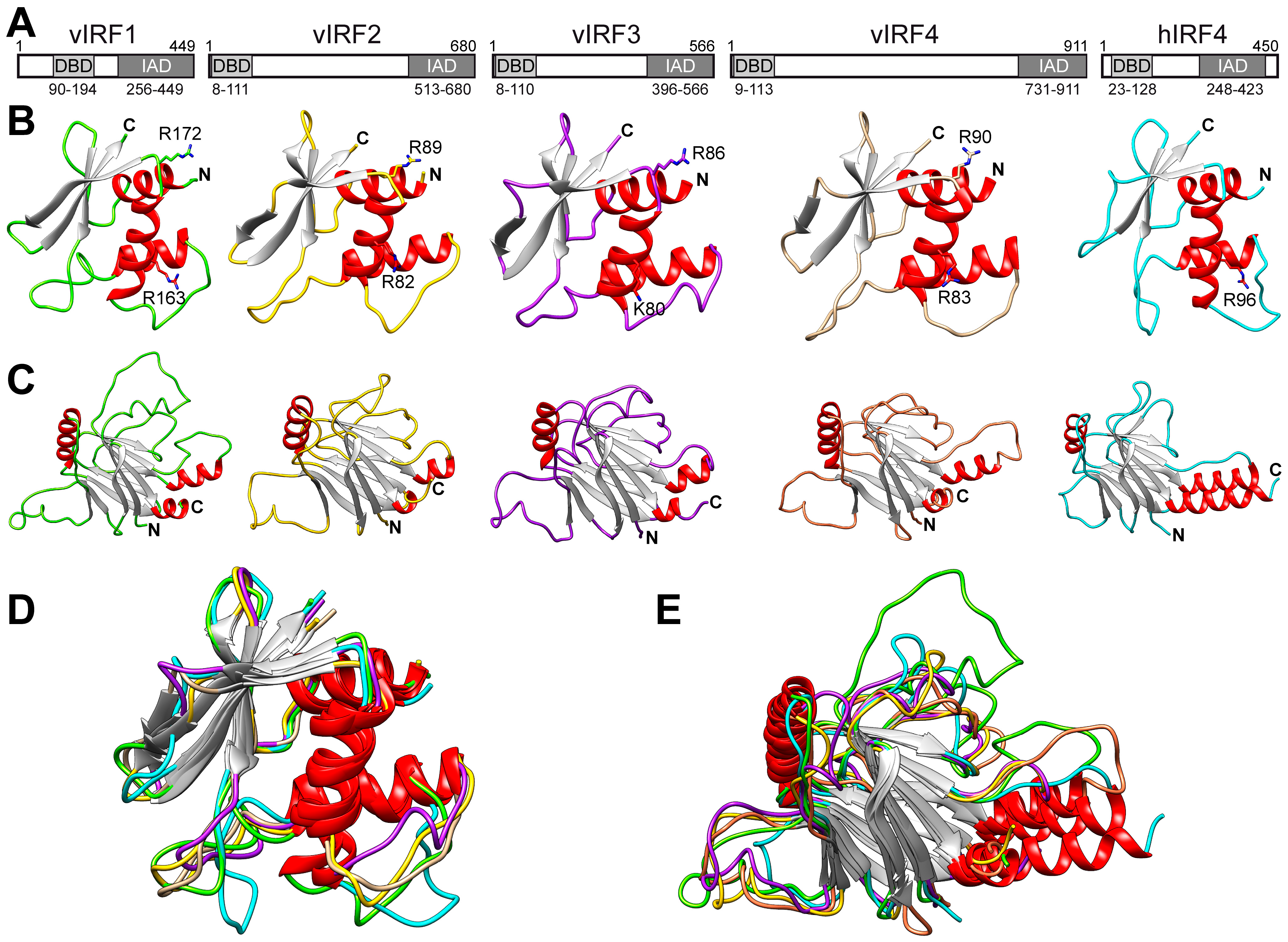 Viruses 16 00846 g002