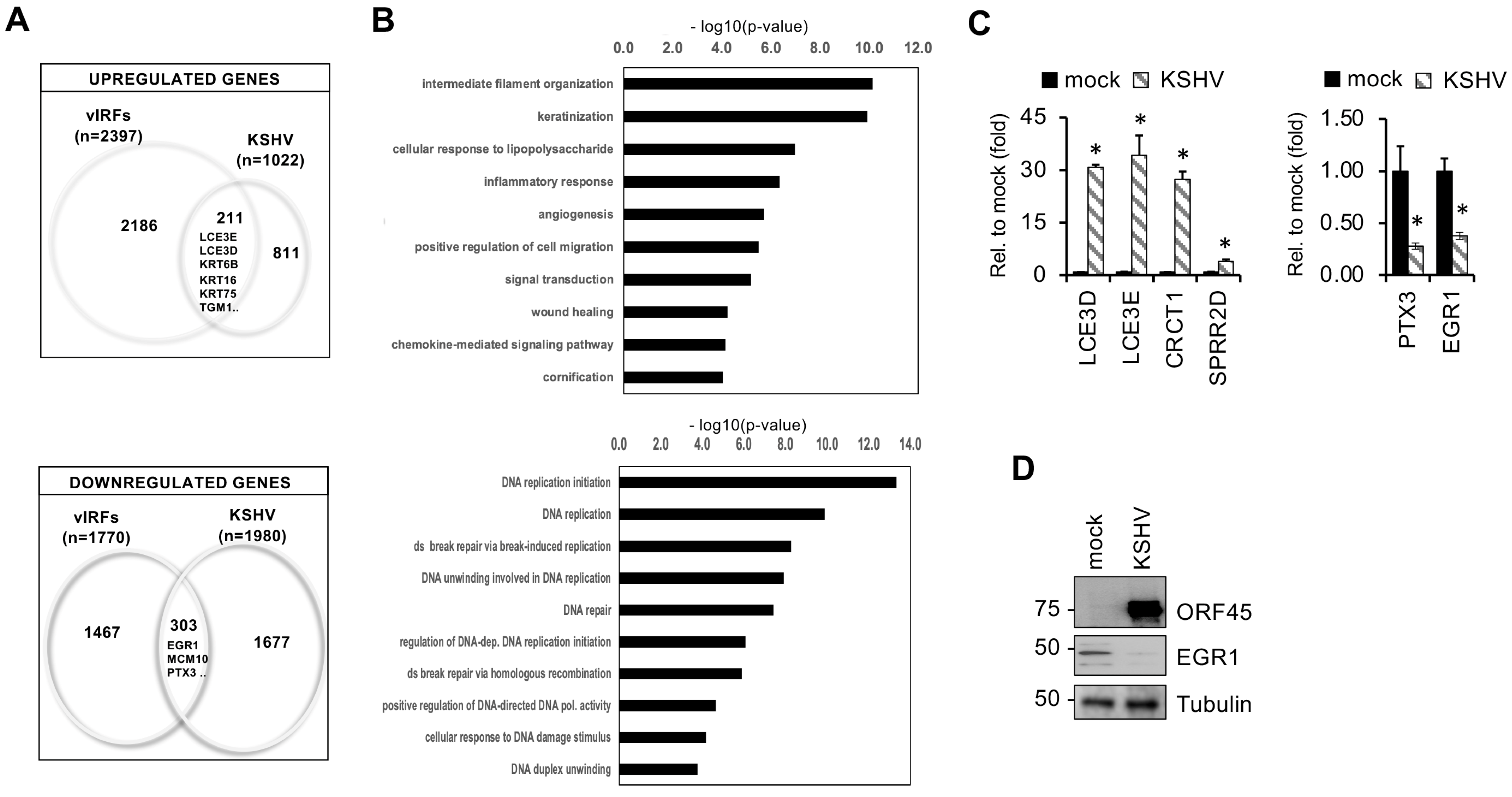 Viruses 16 00846 g007
