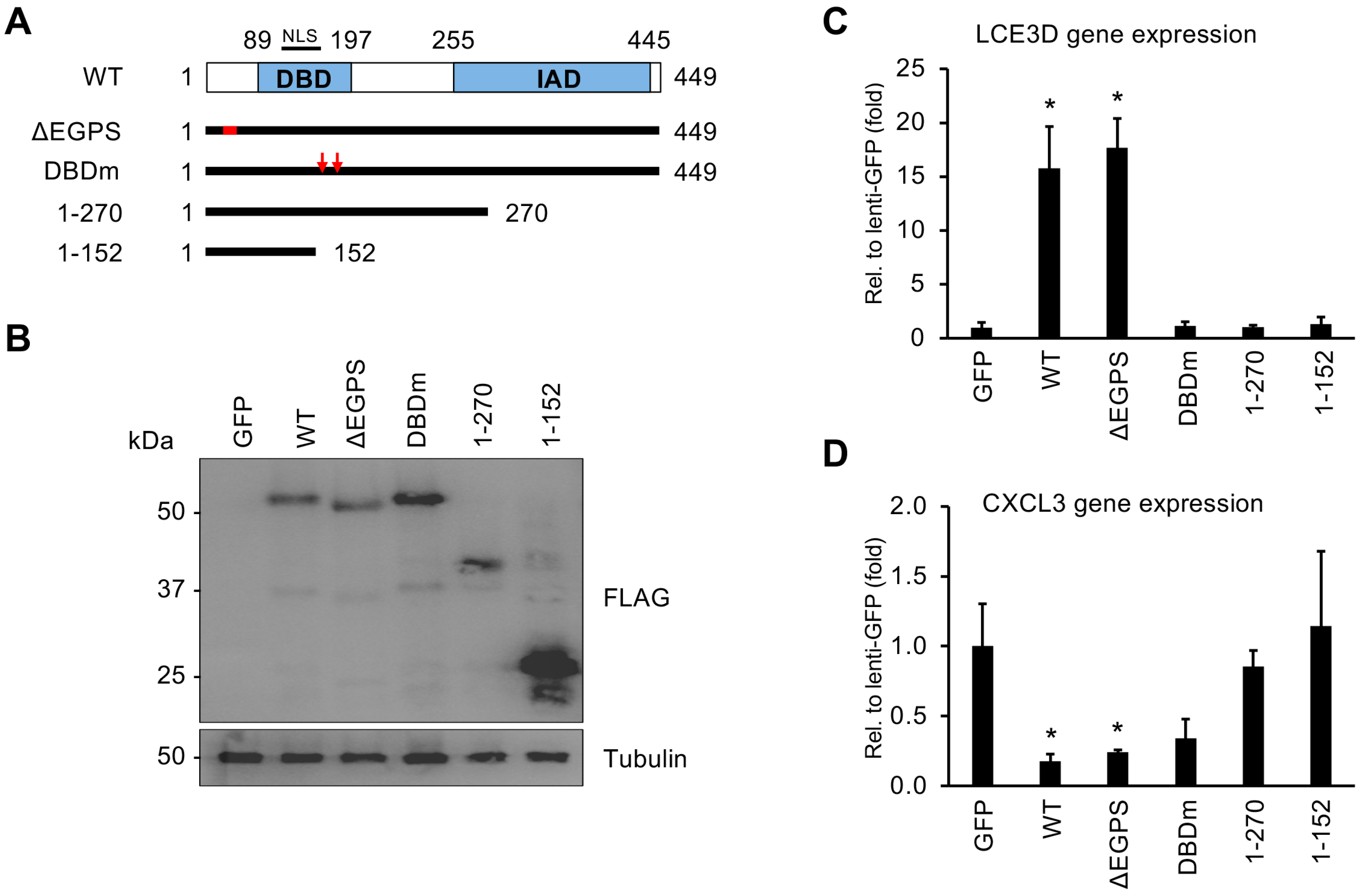 Viruses 16 00846 g008