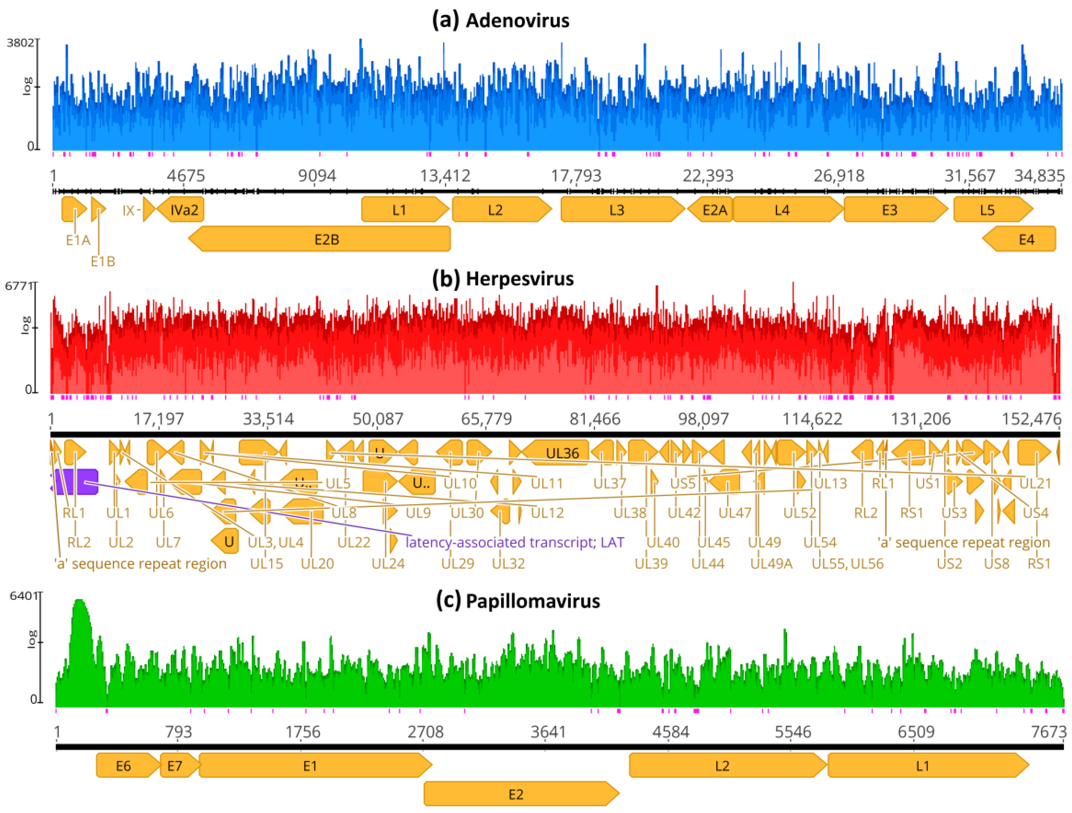 Viruses 16 00856 g001