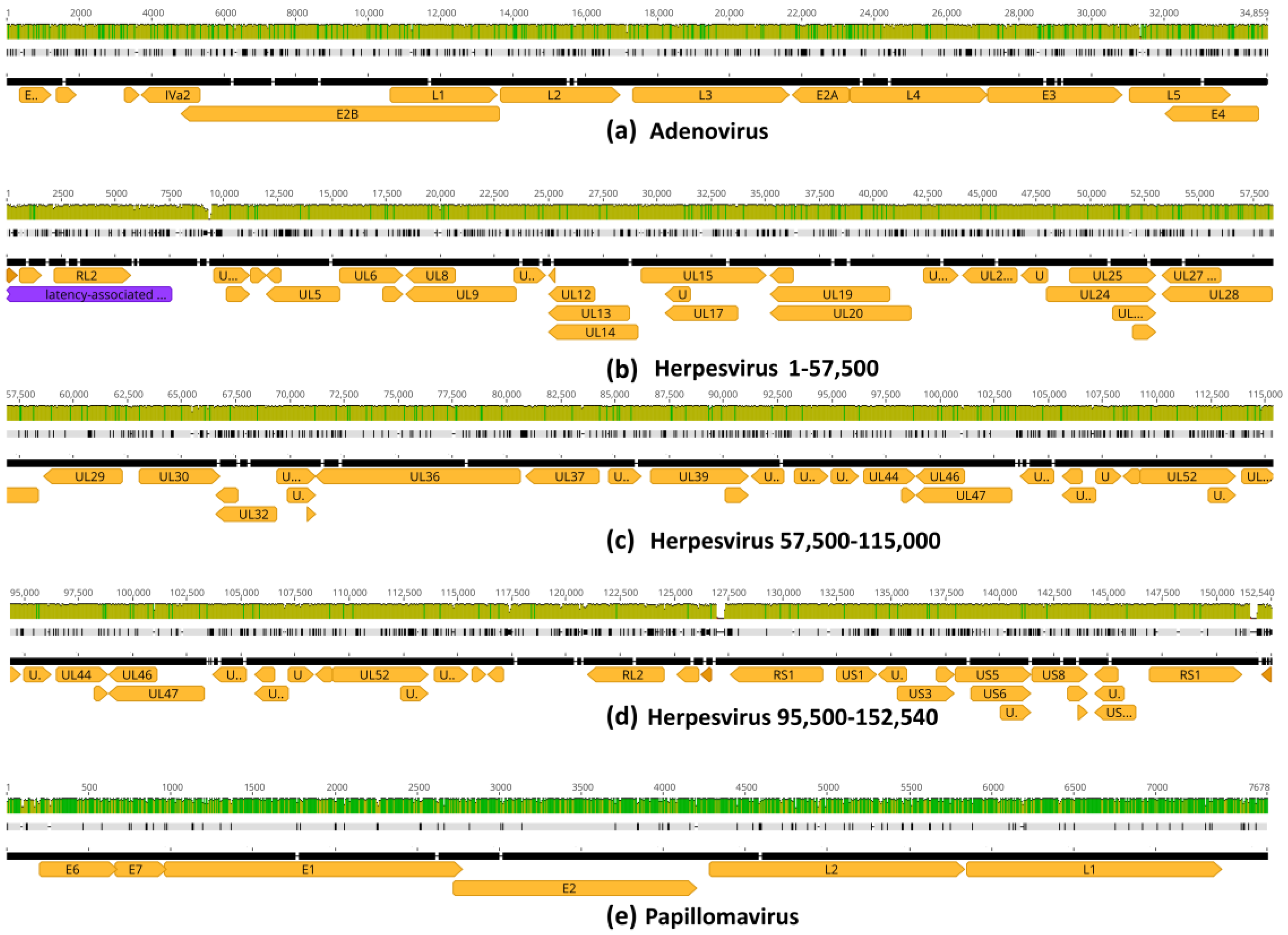 Viruses 16 00856 g008