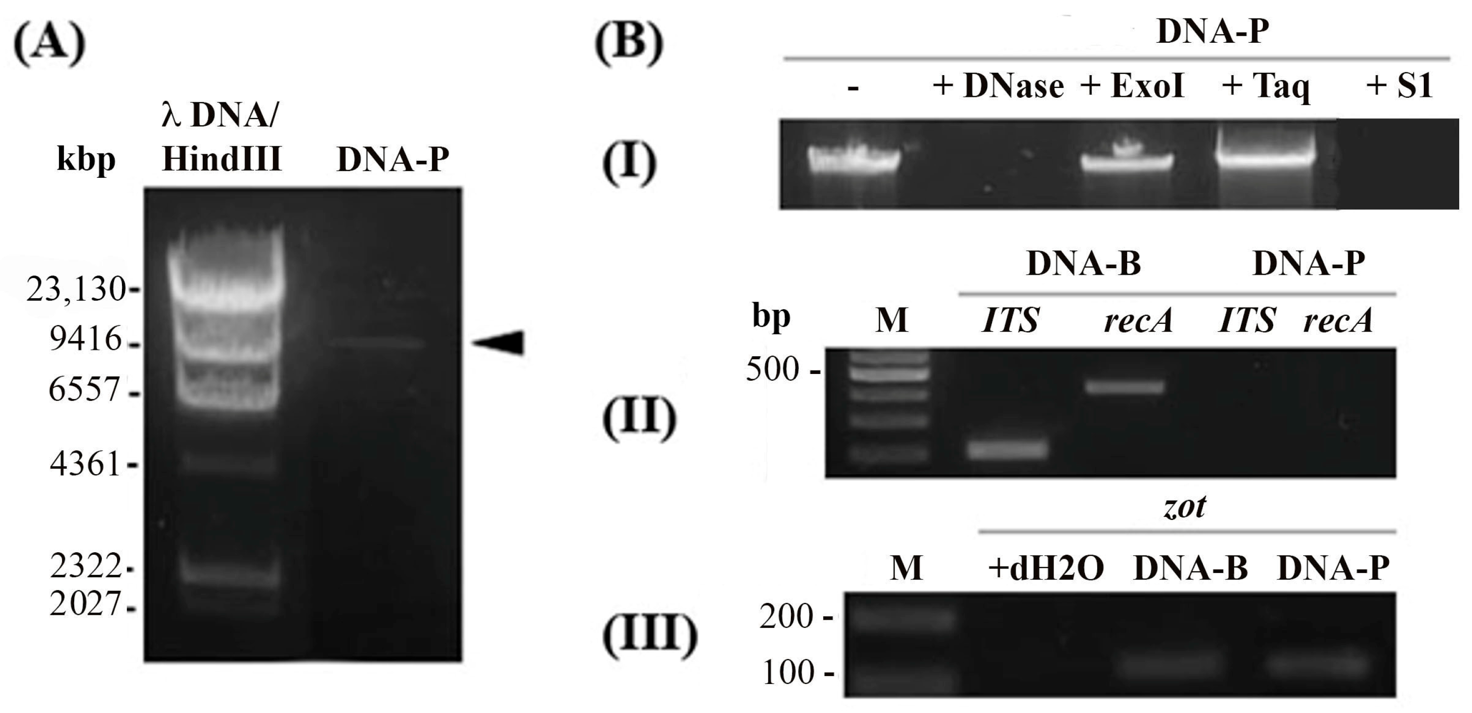 Viruses 16 00857 g005
