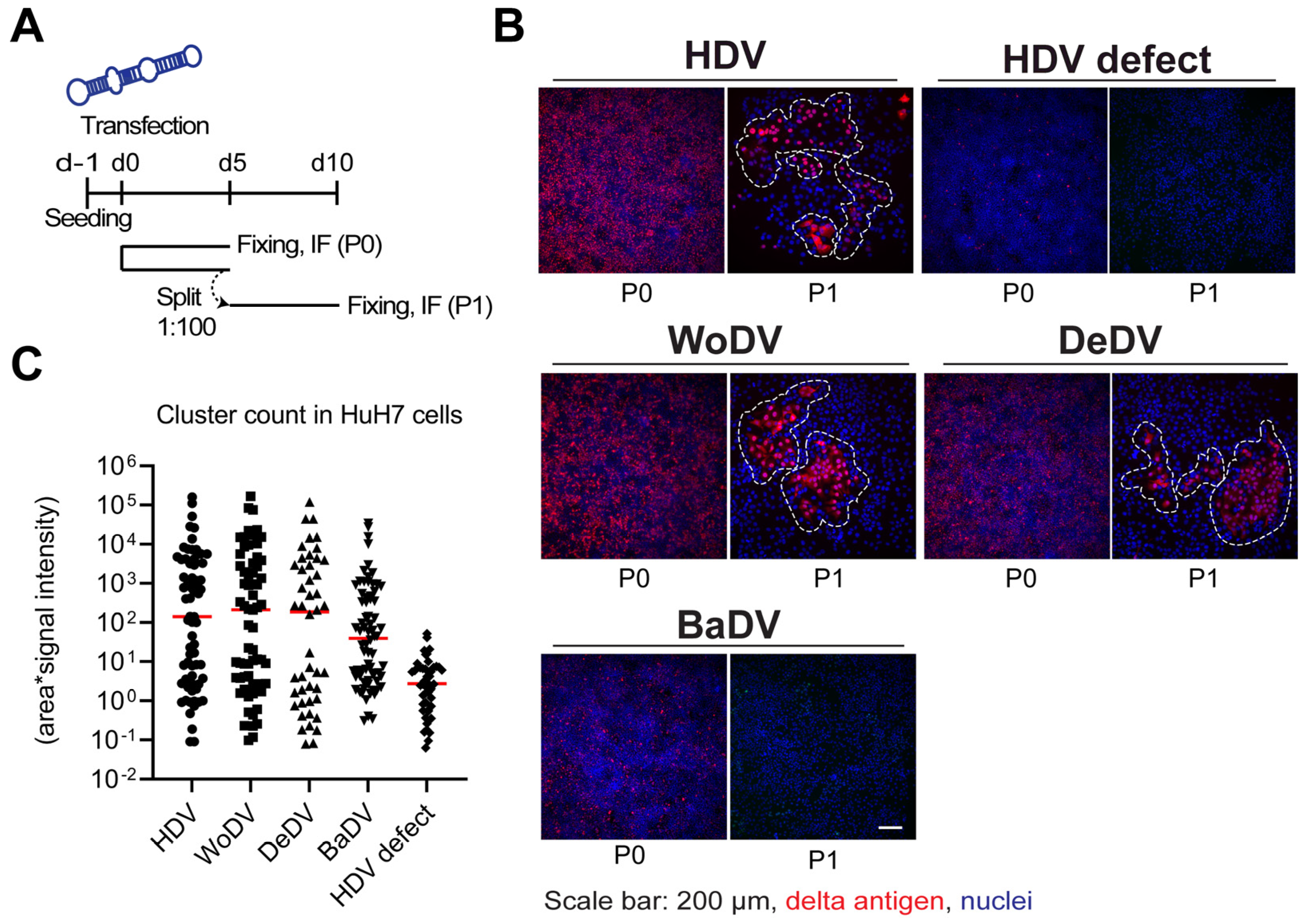 Viruses 16 00859 g002