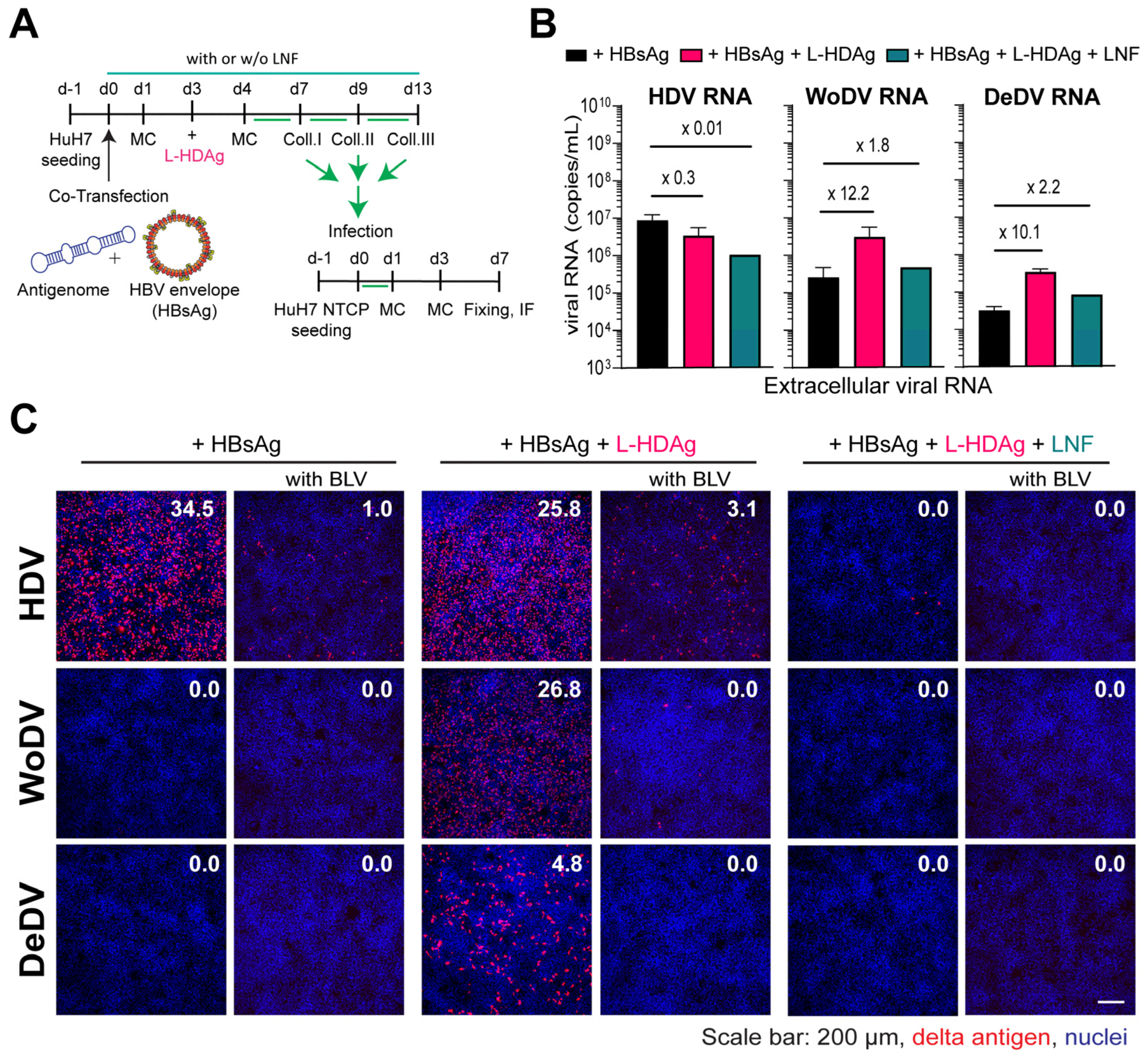 Viruses 16 00859 g005