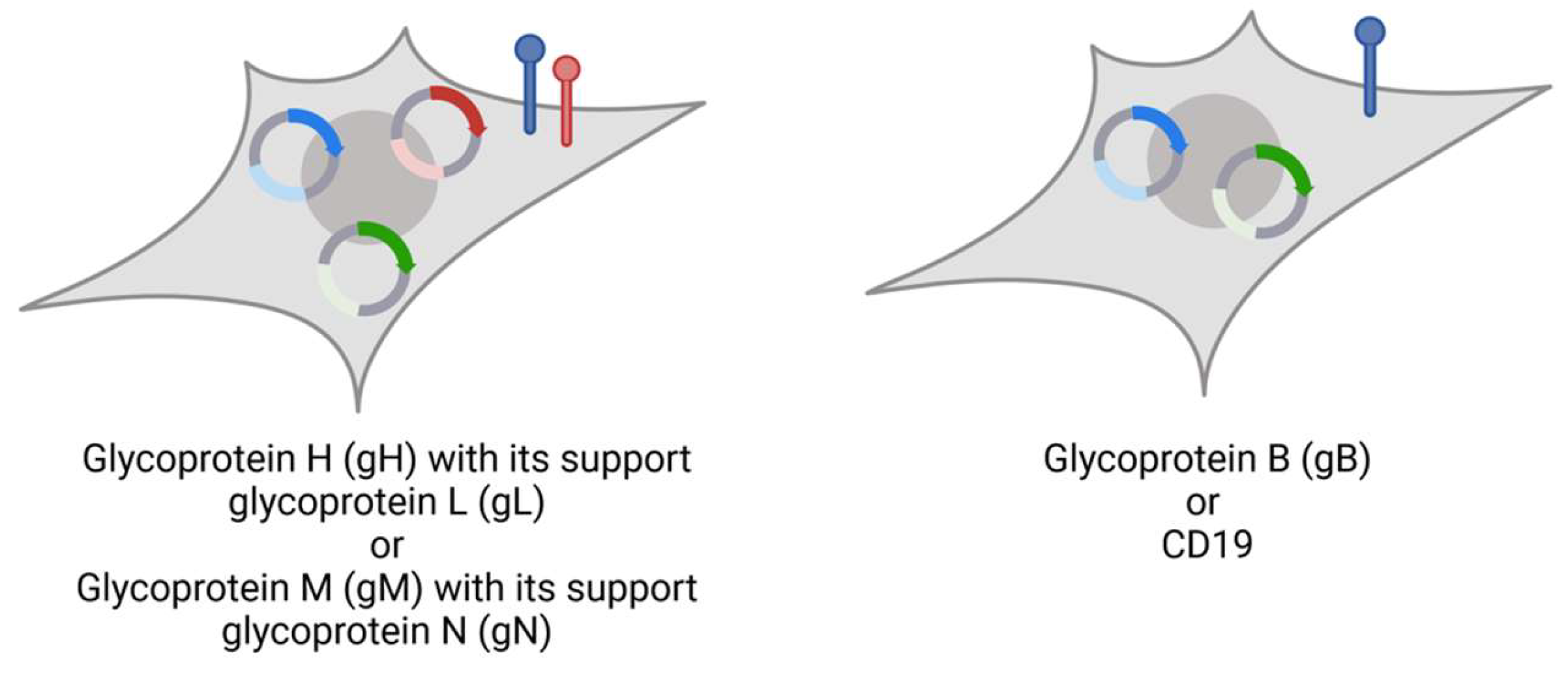 Viruses 16 00869 g002