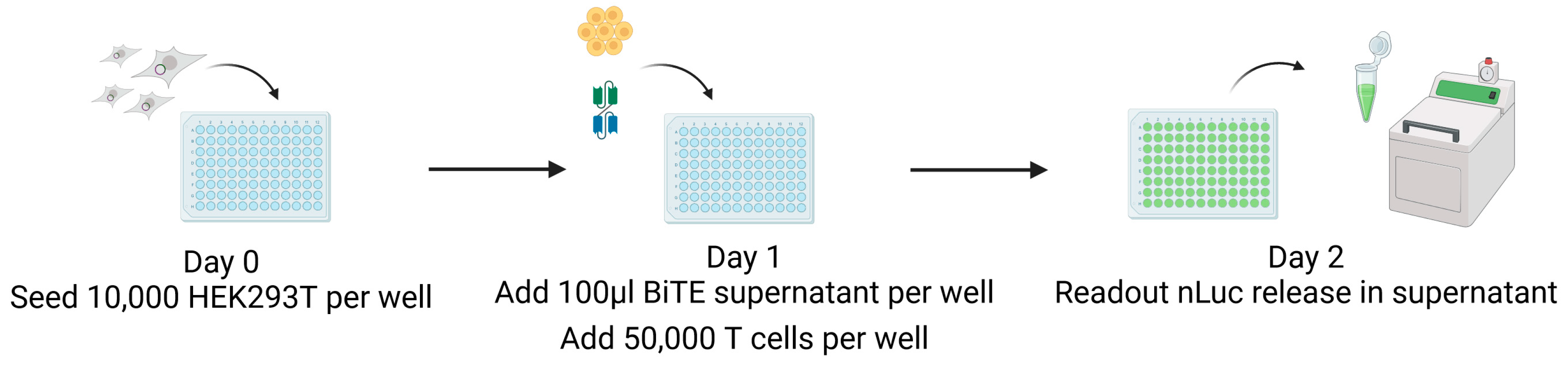 Viruses 16 00869 g003
