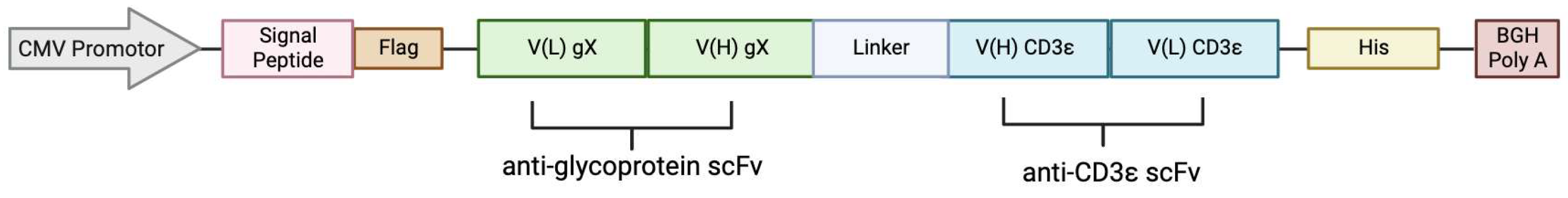 Viruses 16 00869 g004