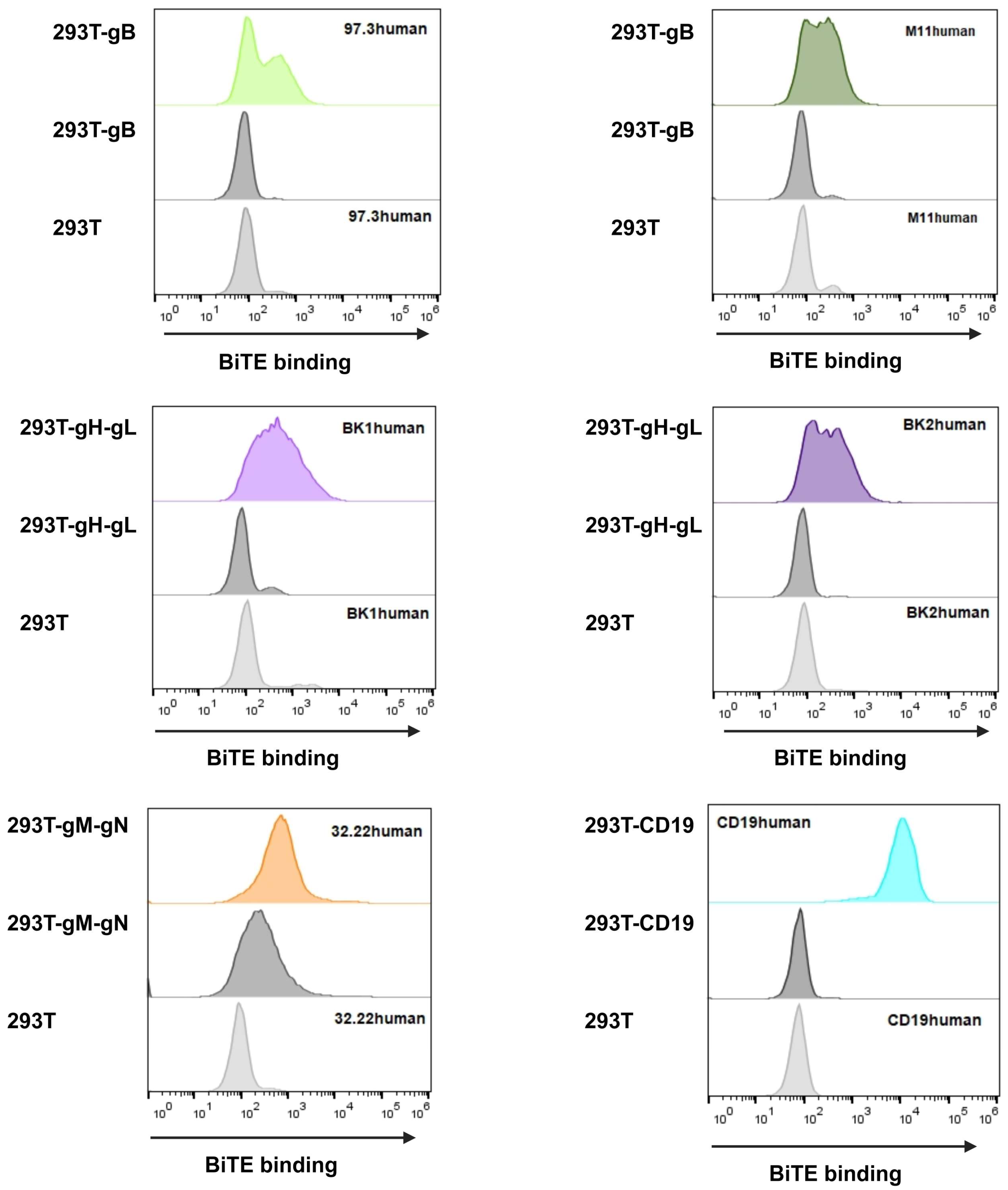 Viruses 16 00869 g006