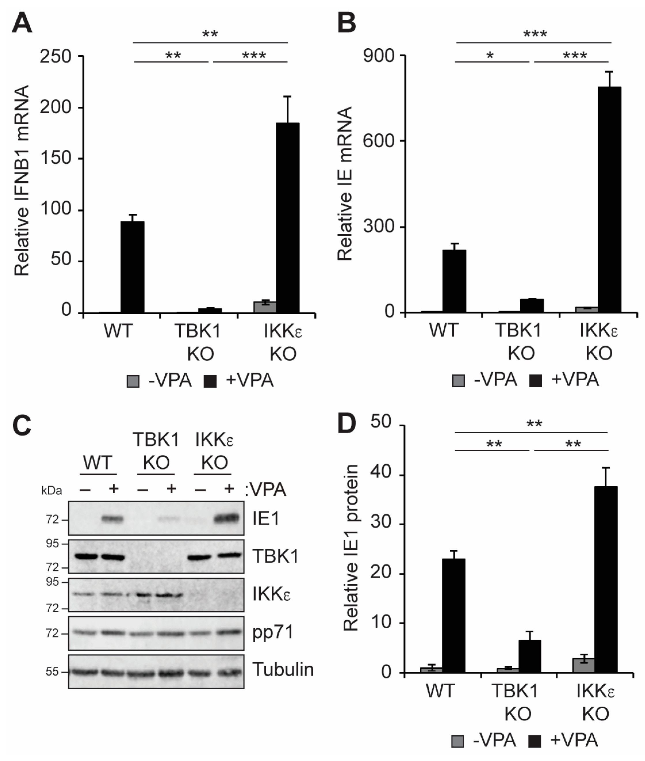 Viruses 16 00877 g004