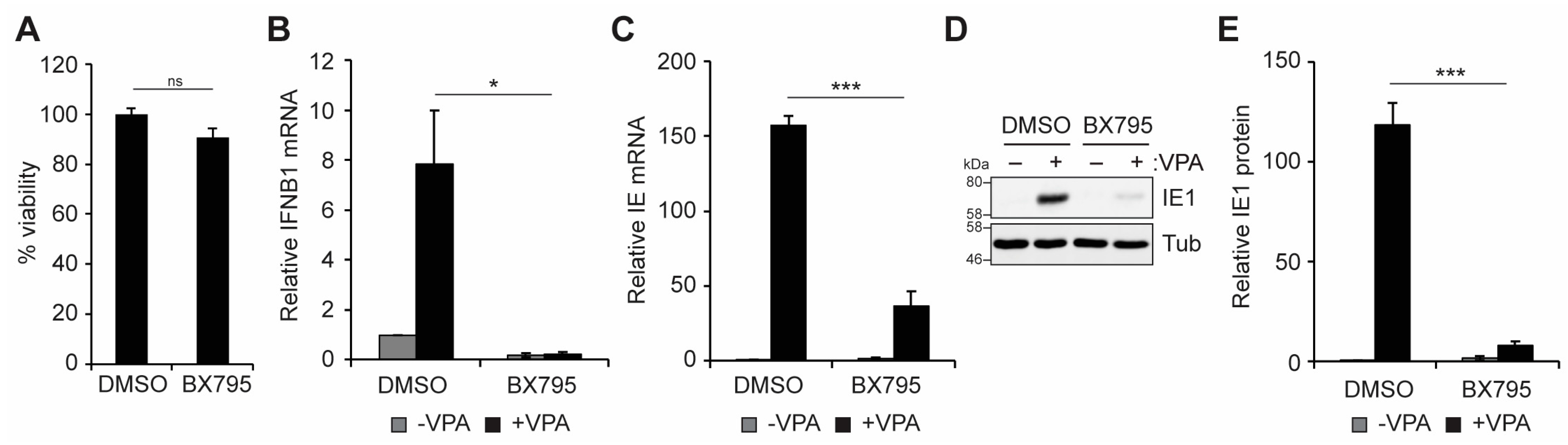 Viruses 16 00877 g005