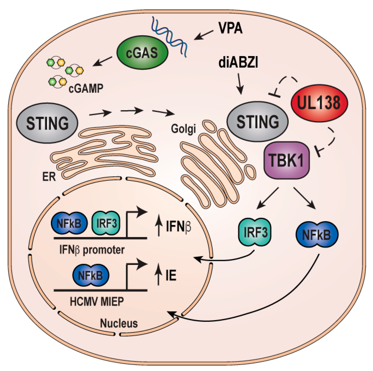 Viruses 16 00877 g008