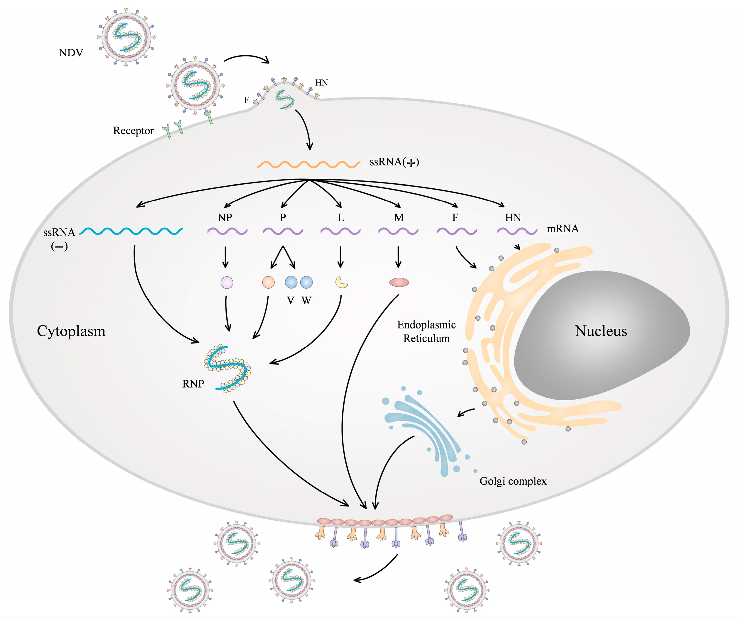 Viruses 16 00886 g001 Viruses 16 00886 g001