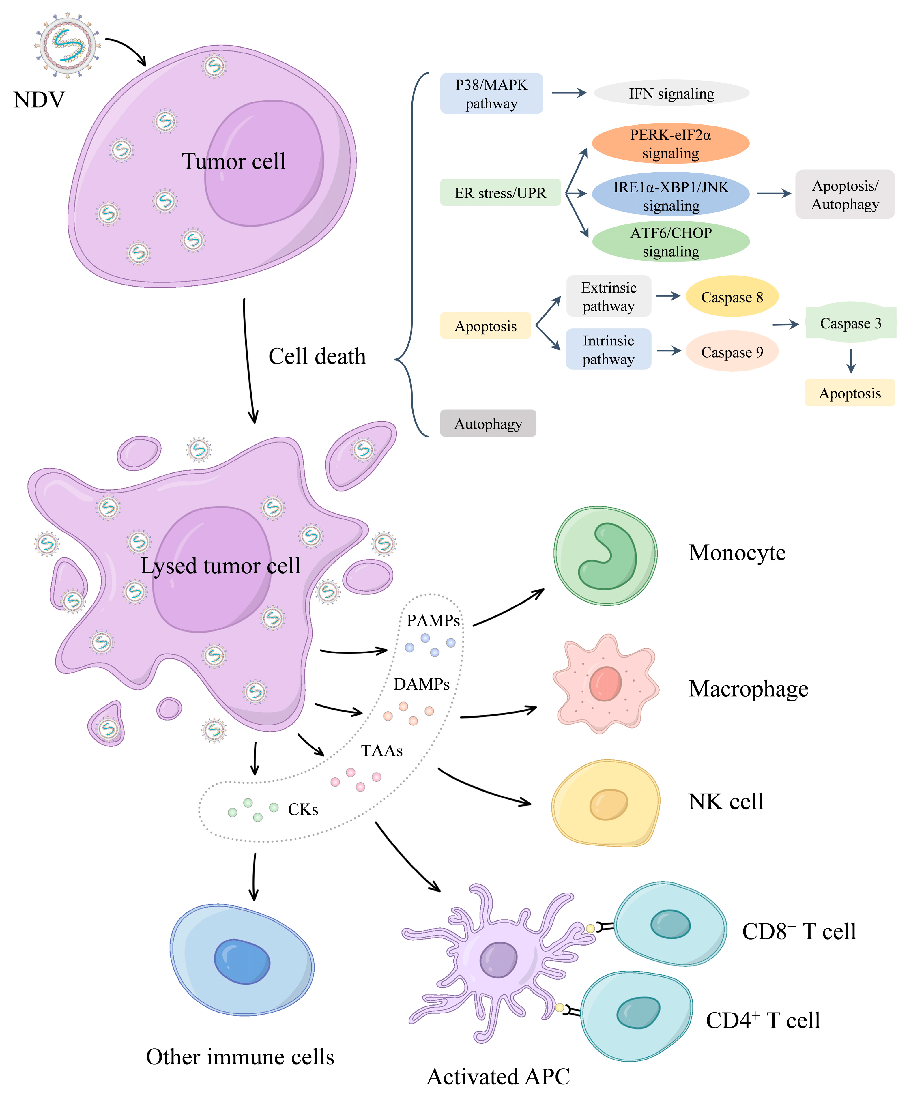 Viruses 16 00886 g002 Viruses 16 00886 g002