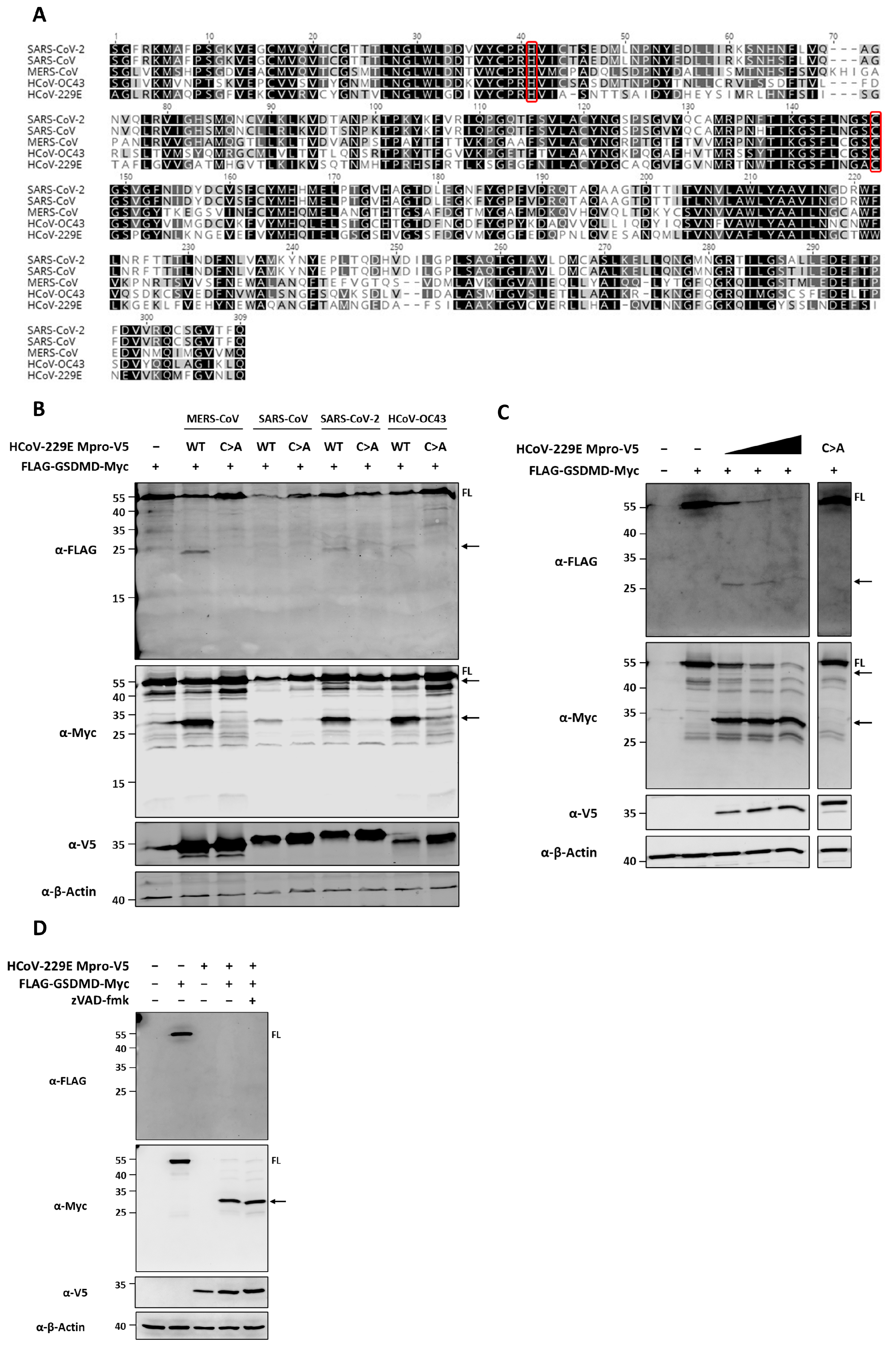 Viruses 16 00898 g001