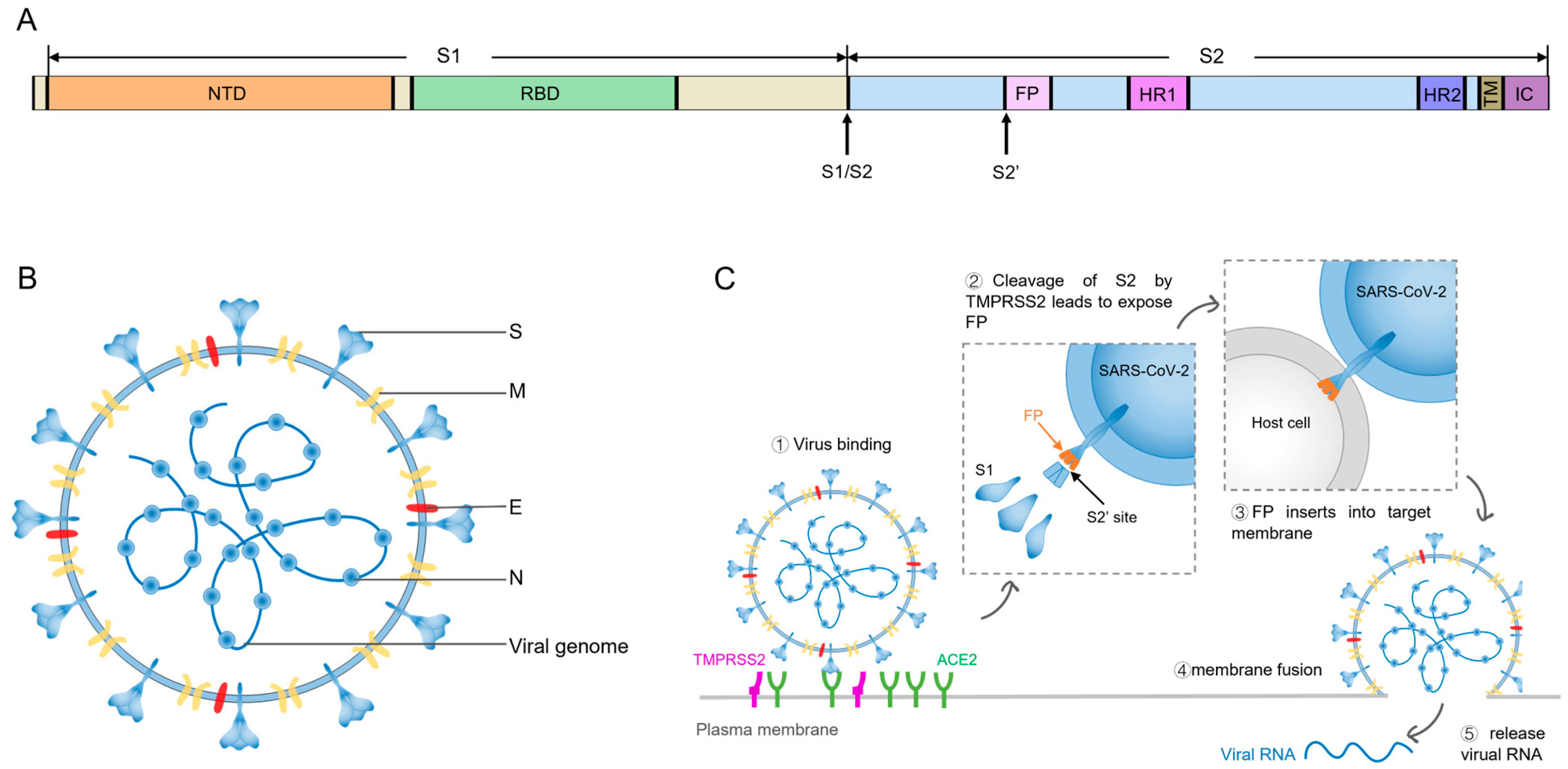 Viruses 16 00900 g001