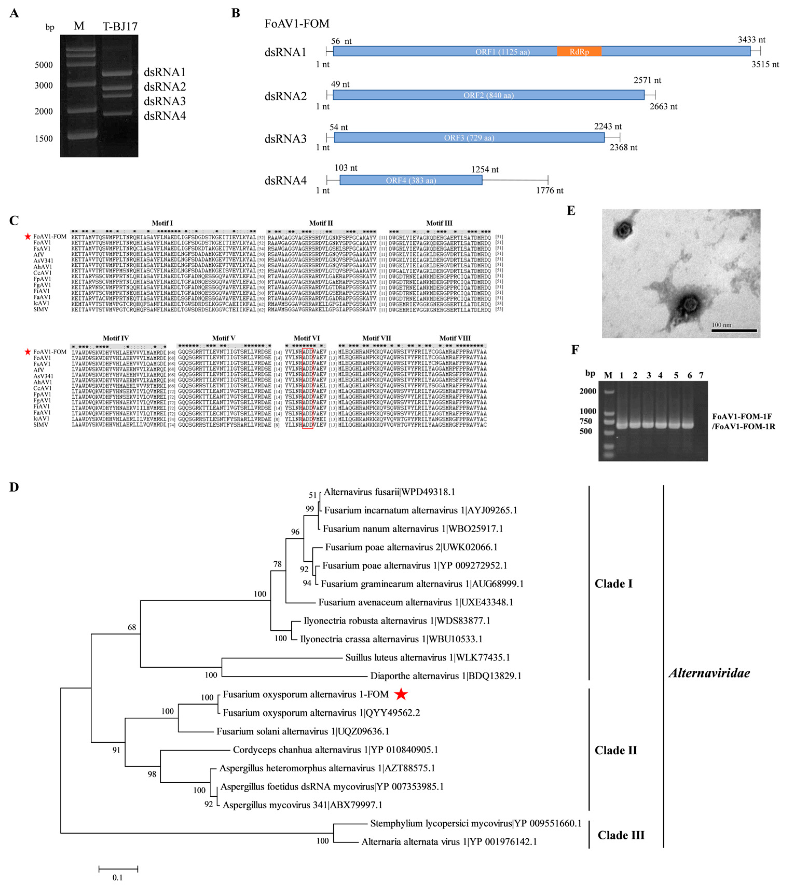 Viruses 16 00901 g001