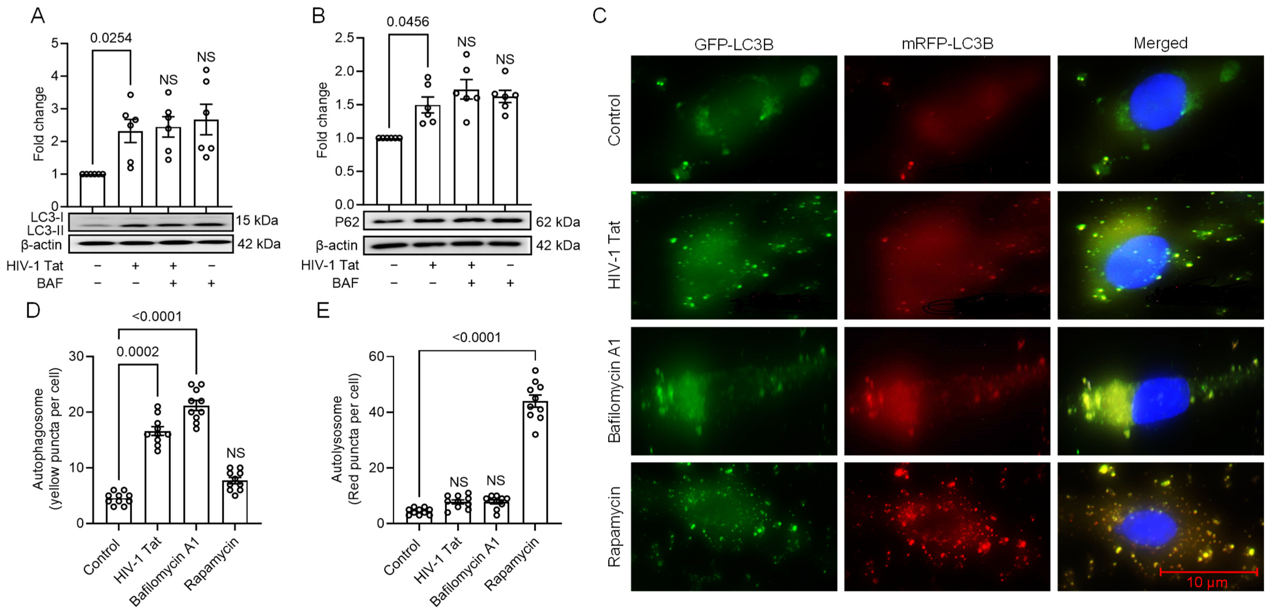 Viruses 16 00903 g002