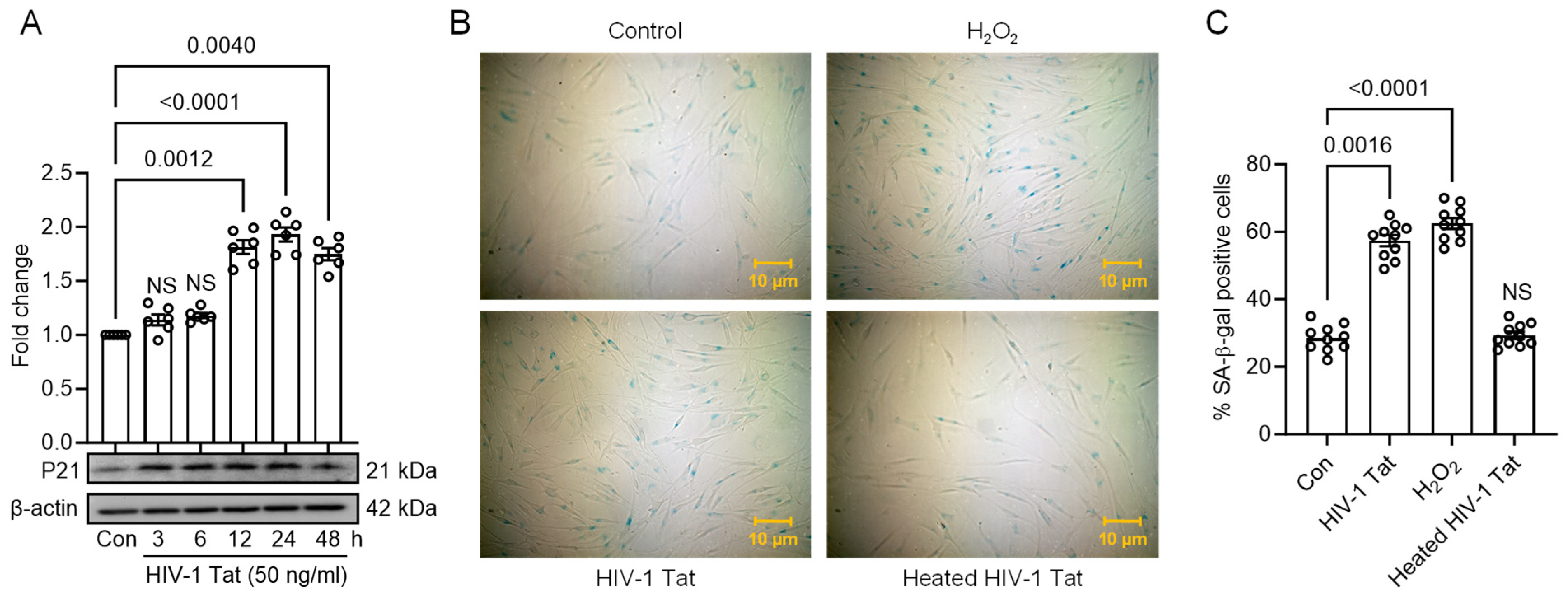 Viruses 16 00903 g003