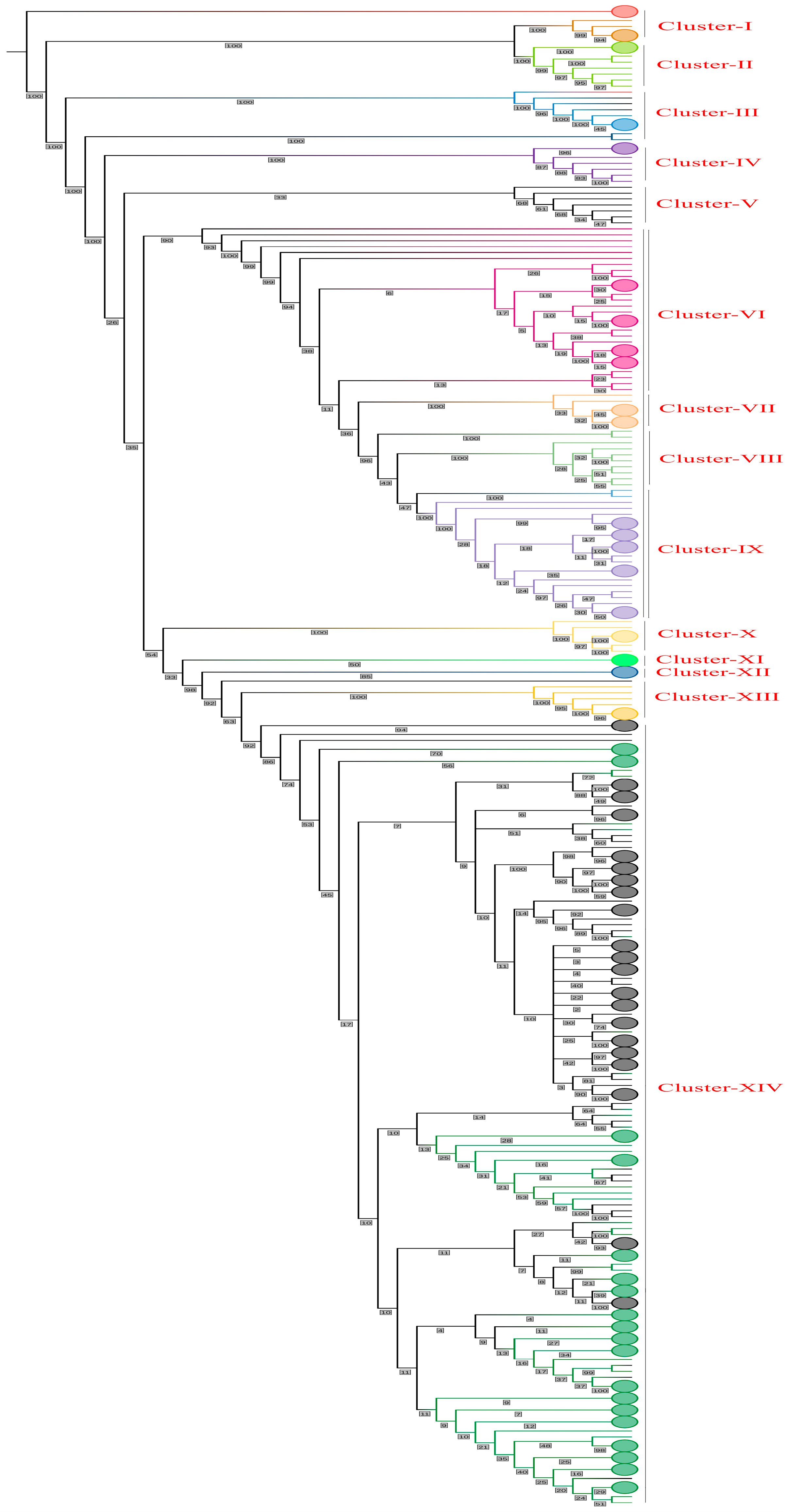 Viruses 16 00907 g002
