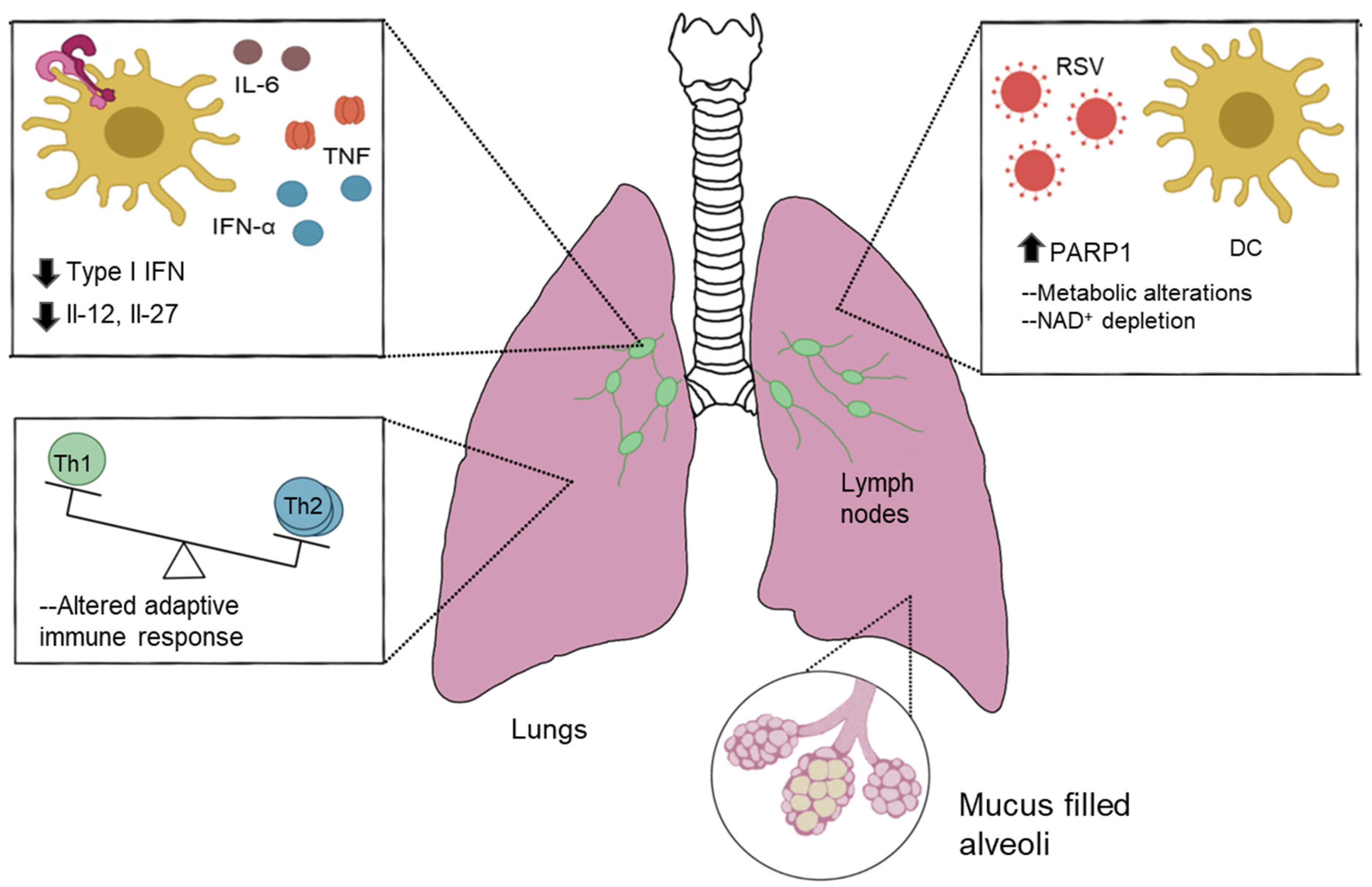 Viruses | Free Full-Text | Respiratory Virus-Induced PARP1 Alters DC ...