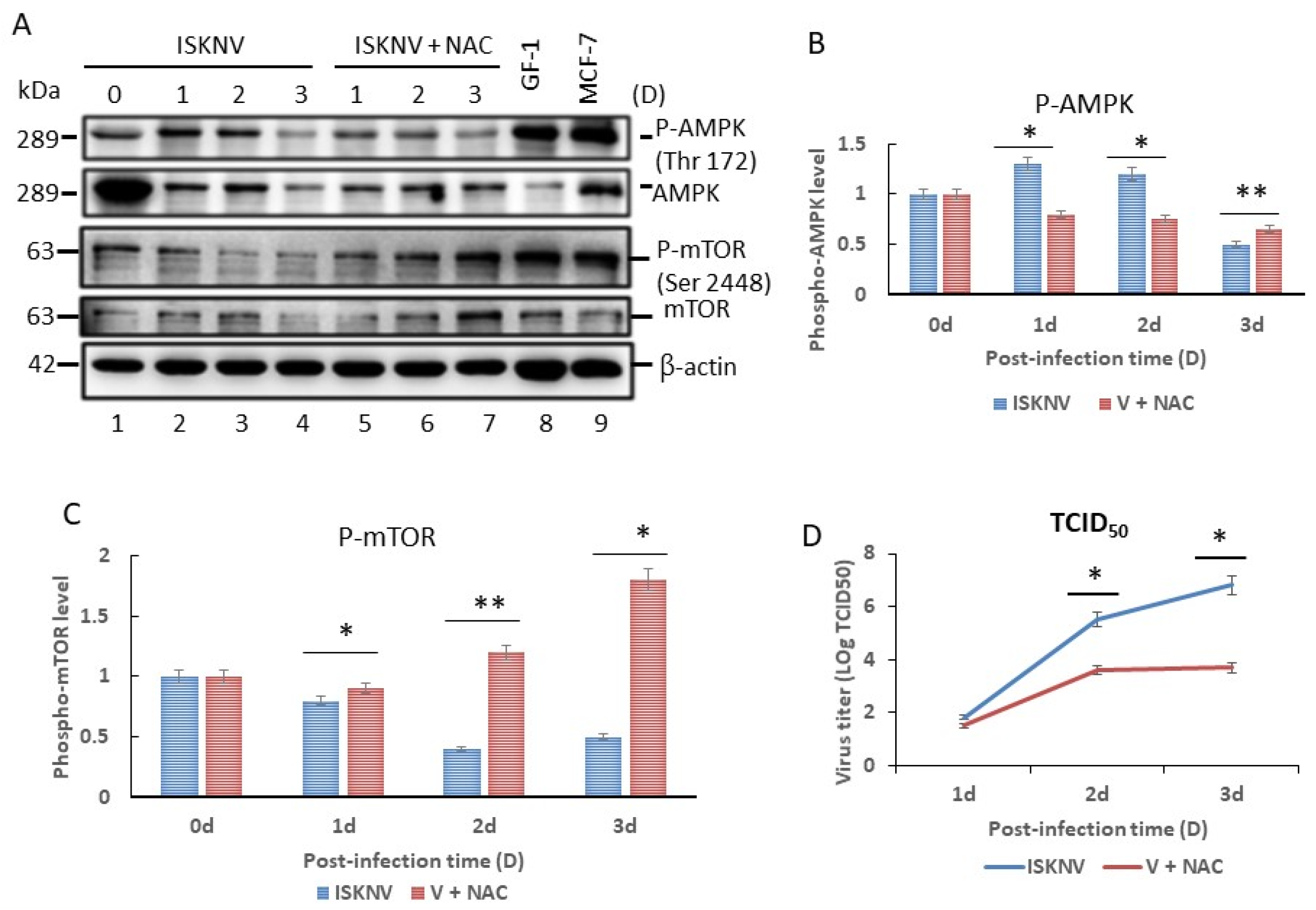 Viruses 16 00914 g007