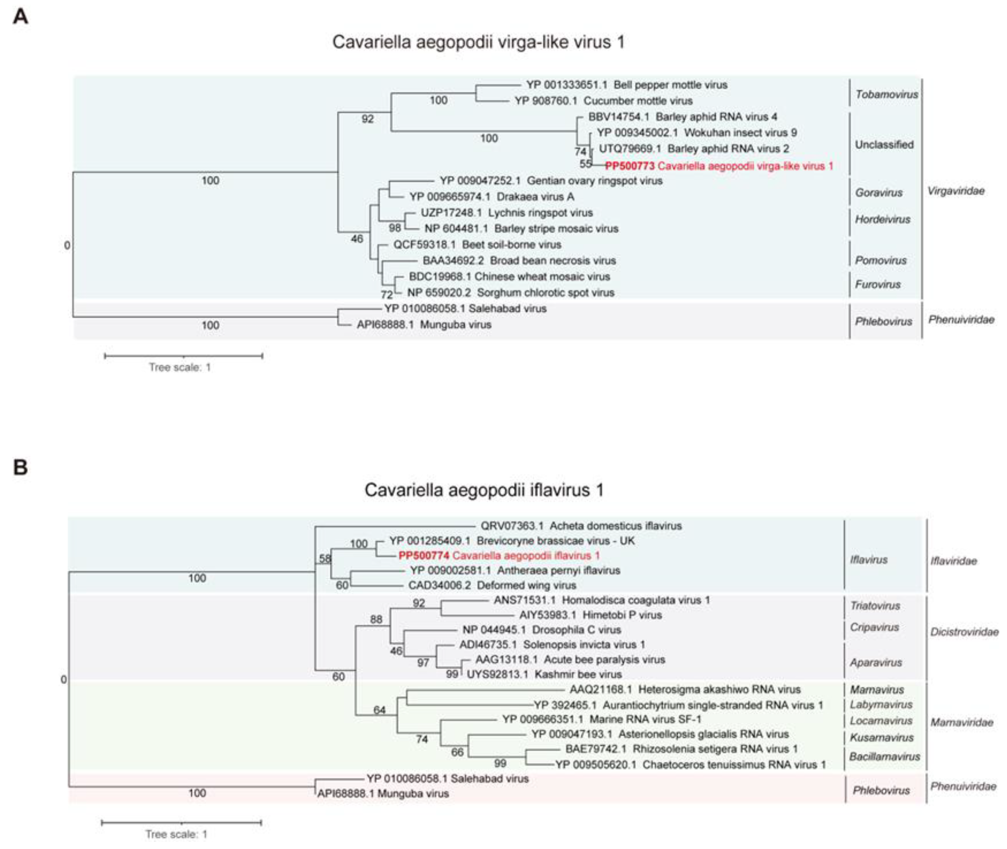 Viruses 16 00919 g002