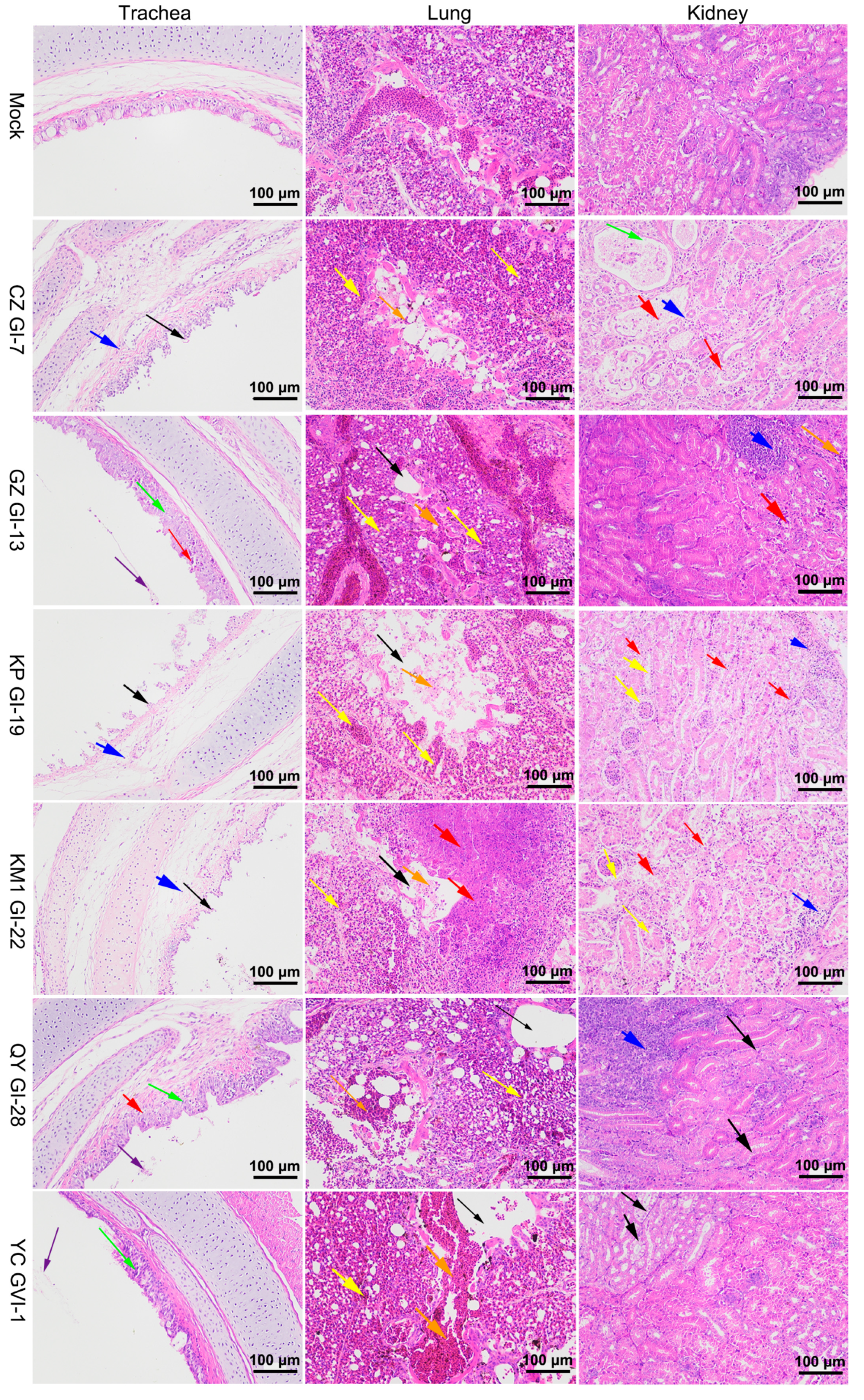 Viruses 16 00930 g006