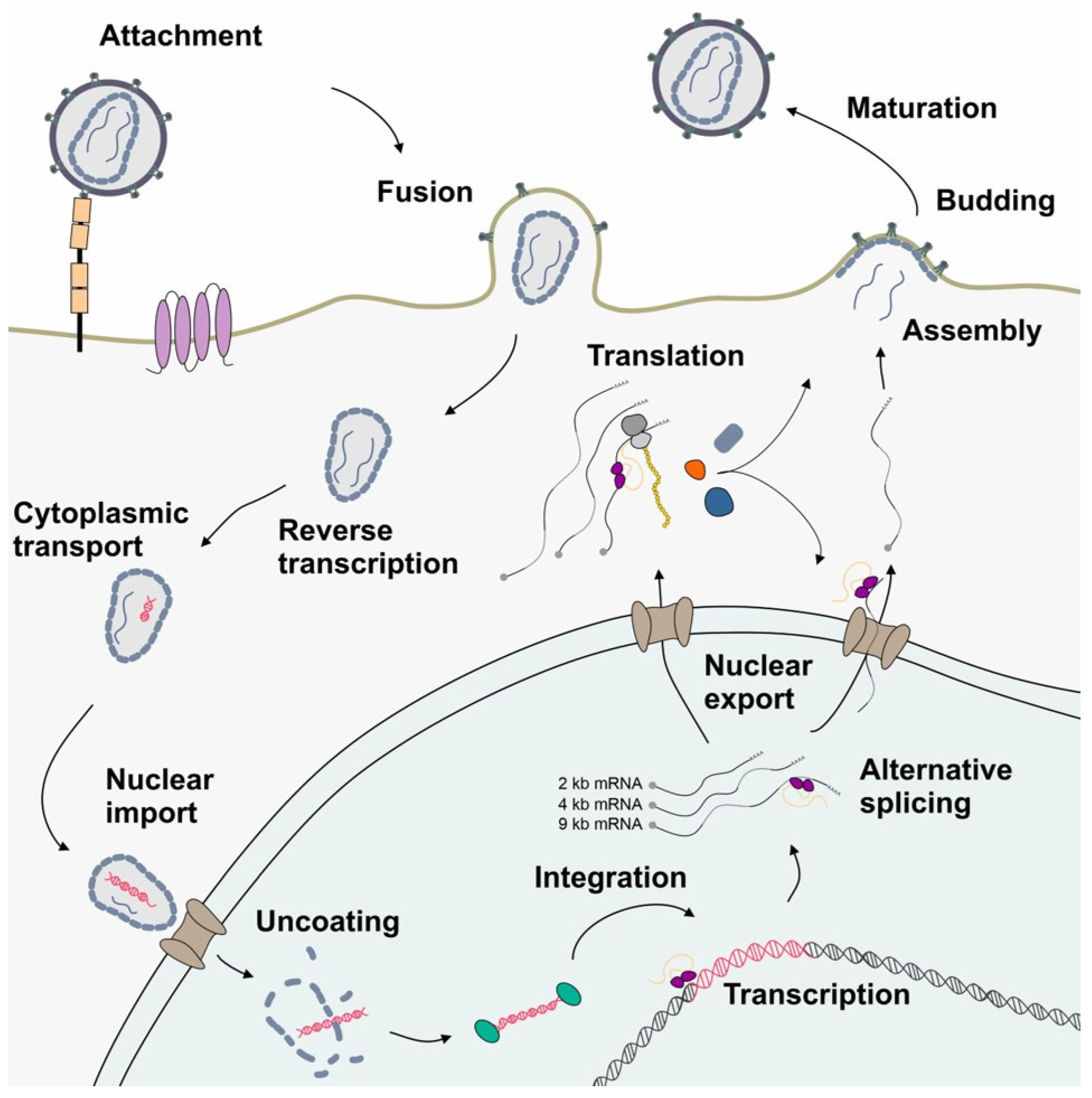 Viruses 16 00938 g002
